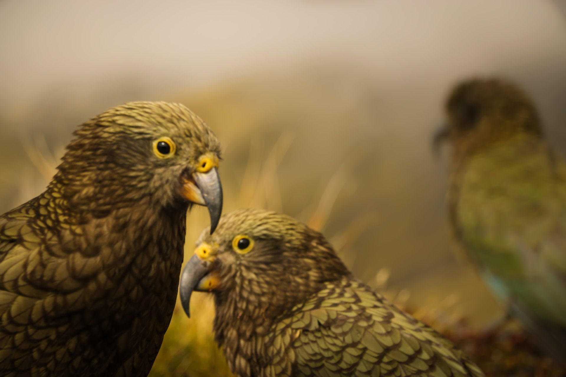 1080P, Bird, Kea, Birds, Parrot, HD Wallpaper