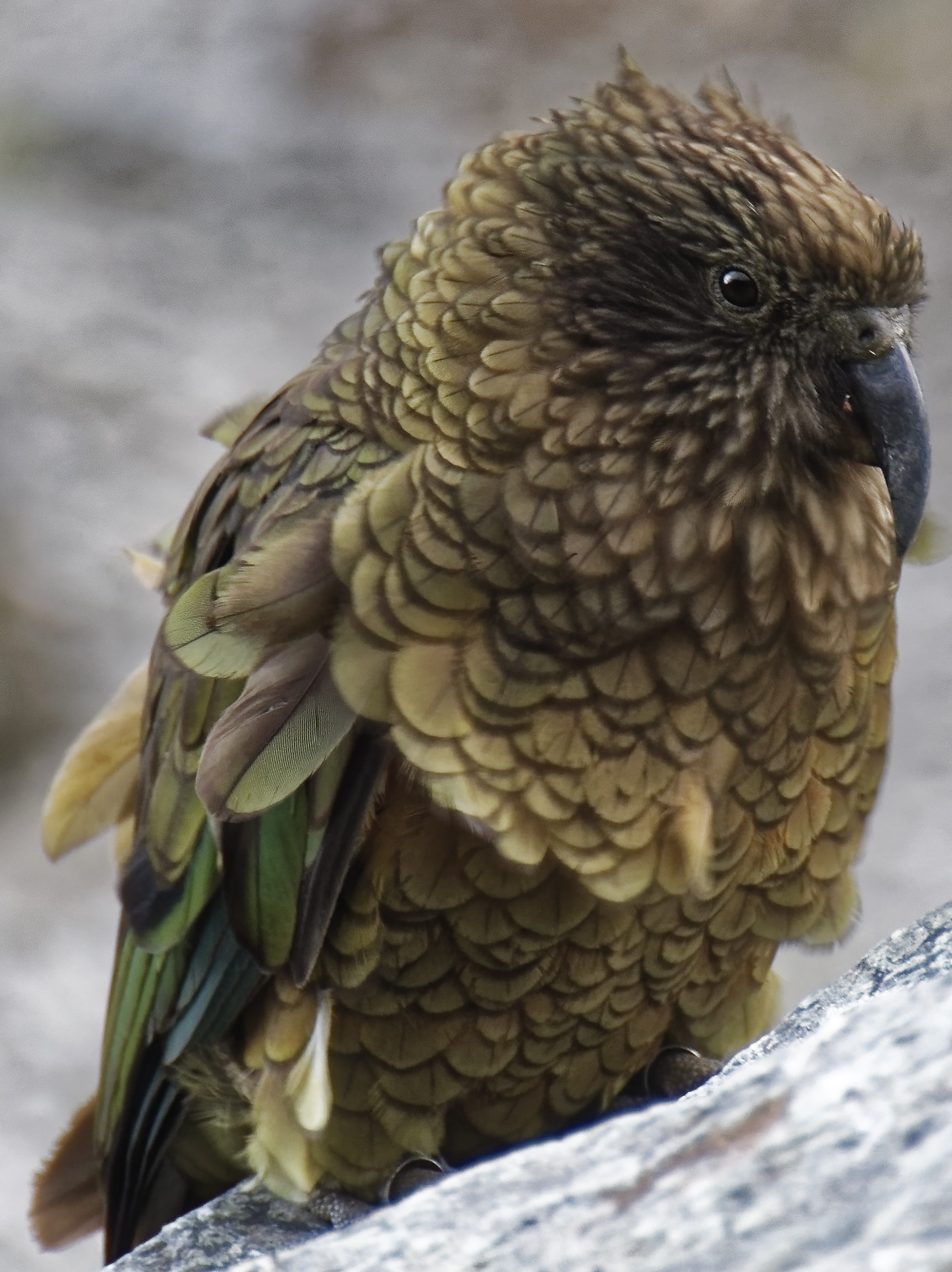 focus on foreground, animal wildlife, animals in the wild, parrot, beak, mountain parrot, beauty in nature, day, 5K, vertebrate, no people, kea, plumage, Phone HD Wallpaper