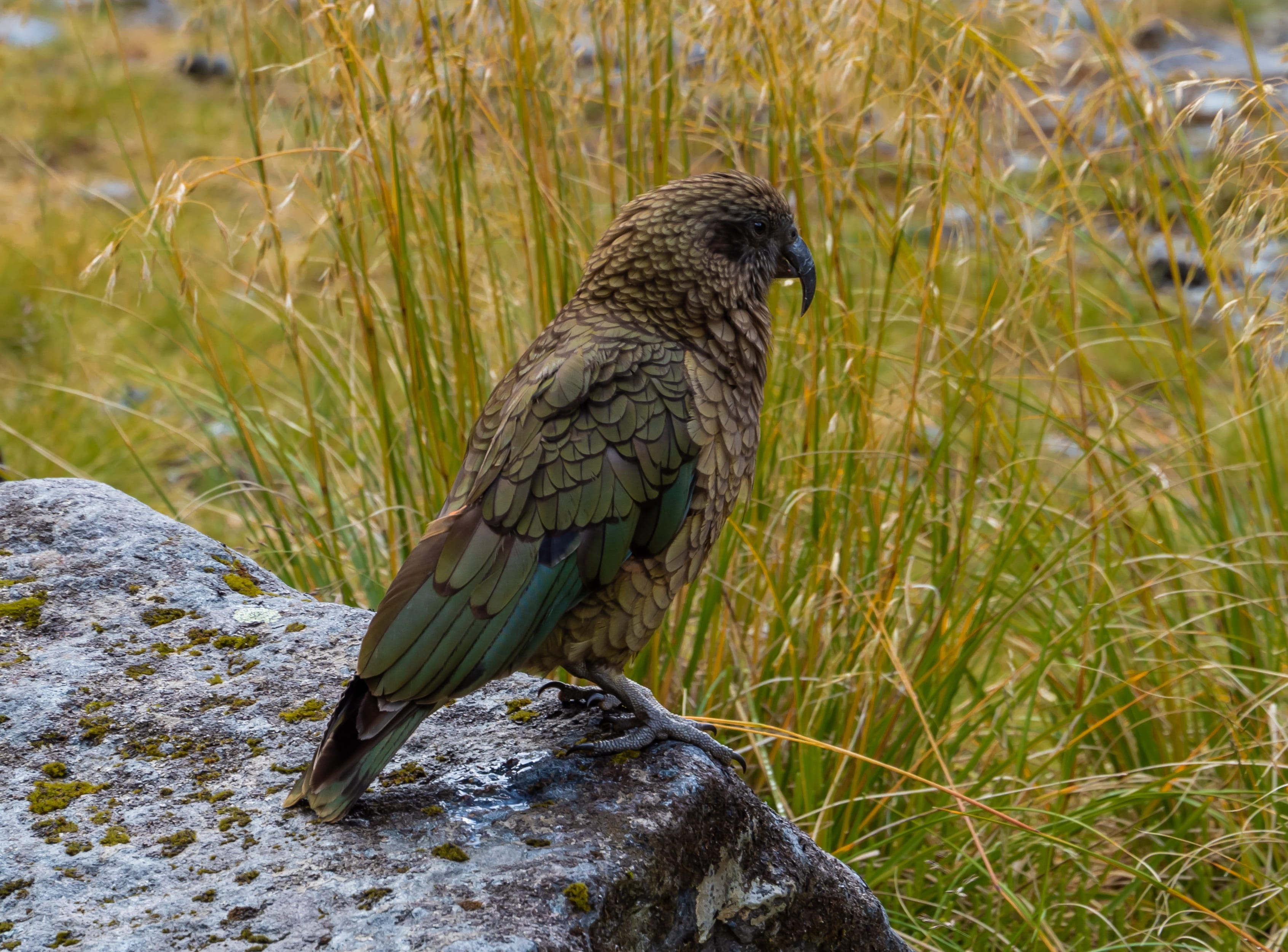 focus on foreground, plumage, one animal, growth, animals in the wild, animal wildlife, outdoors, animal themes, vertebrate, plant, new zealand, nature, HD Wallpaper