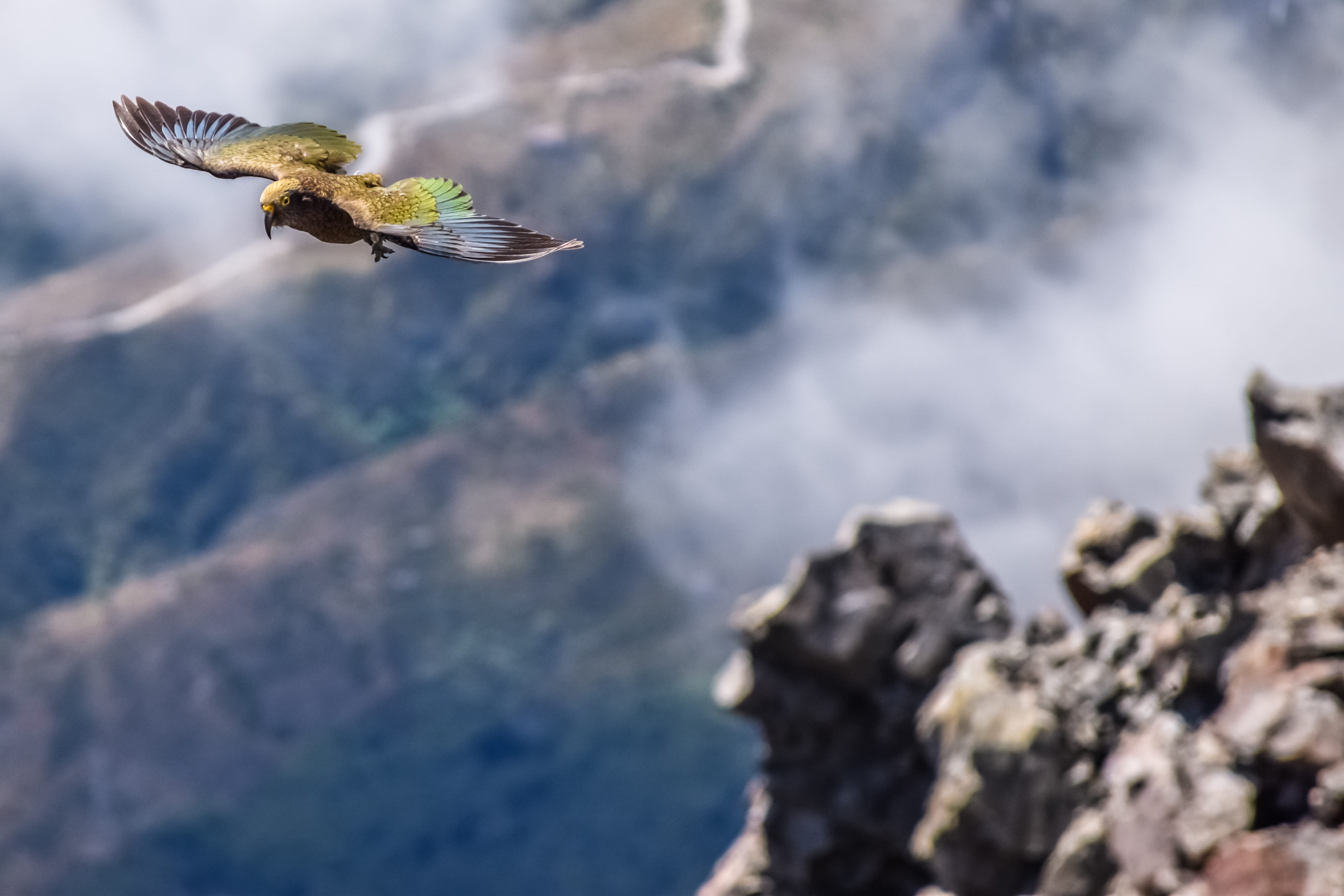 new zealand, animal themes, nature, green, photo, hummingbird, aircraft, bee eater, 4K, aerial, bird, leisure activities, kea, rock - object, teal, animal, HD Wallpaper