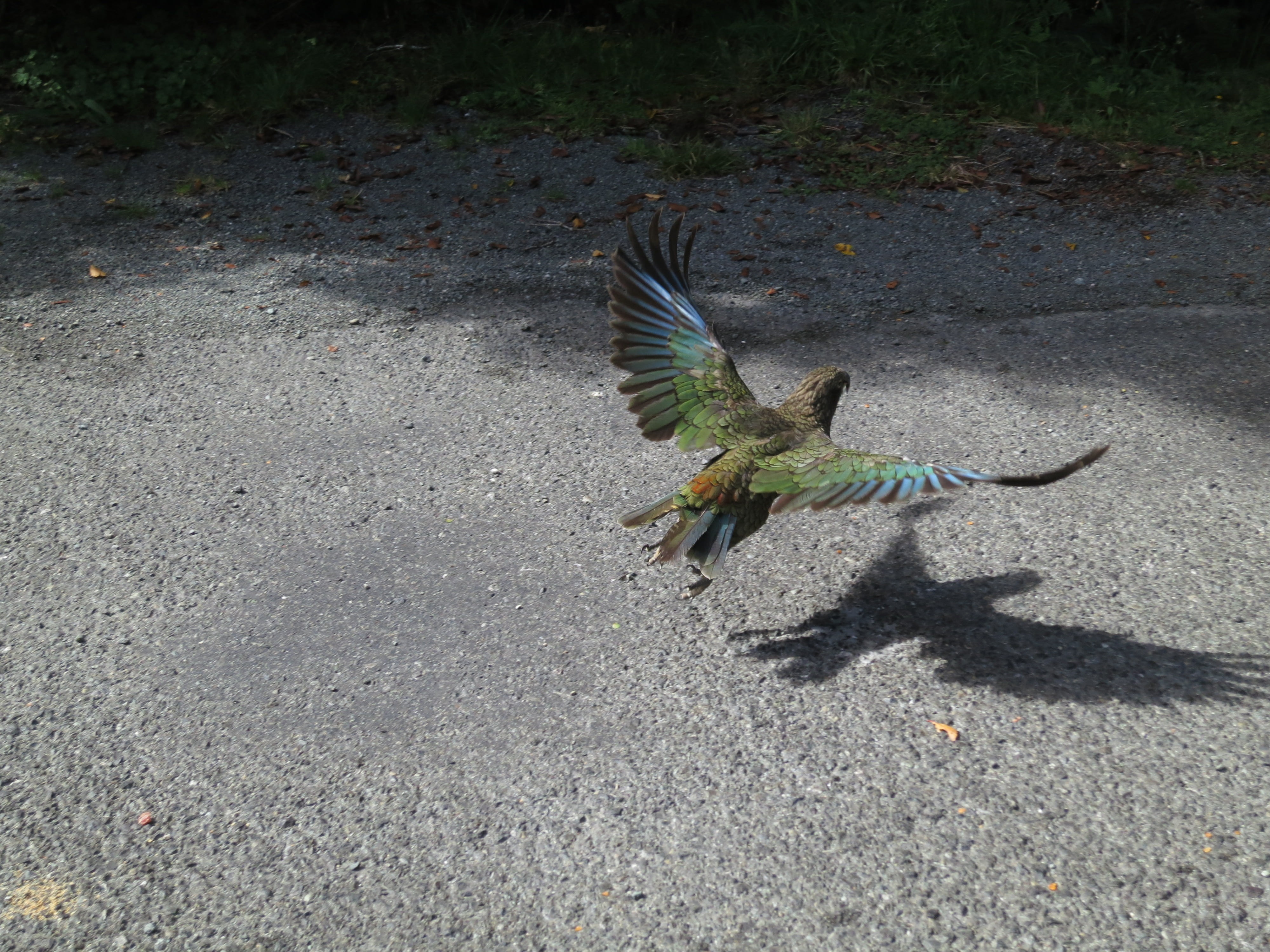 animal wildlife, kea, new zealand, nature, animals in the wild, spread wings, road, vertebrate, land, feather, high angle view, flying, parrot, 4K, bird, HD Wallpaper