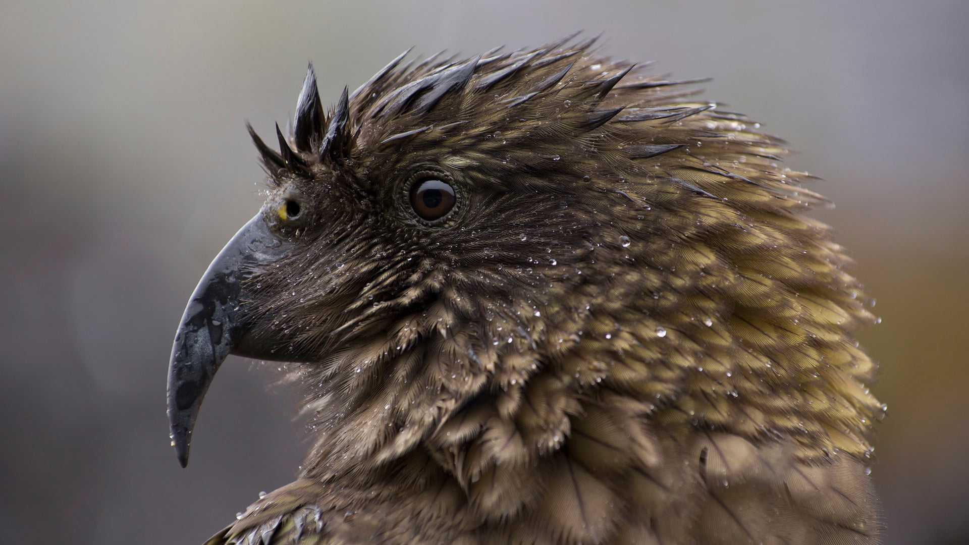 no people, animal wildlife, endangered species, feather, New Zealand, animal head, animal eye, animals in the wild, nature, beak, bird, Nestor notabilis, HD Wallpaper