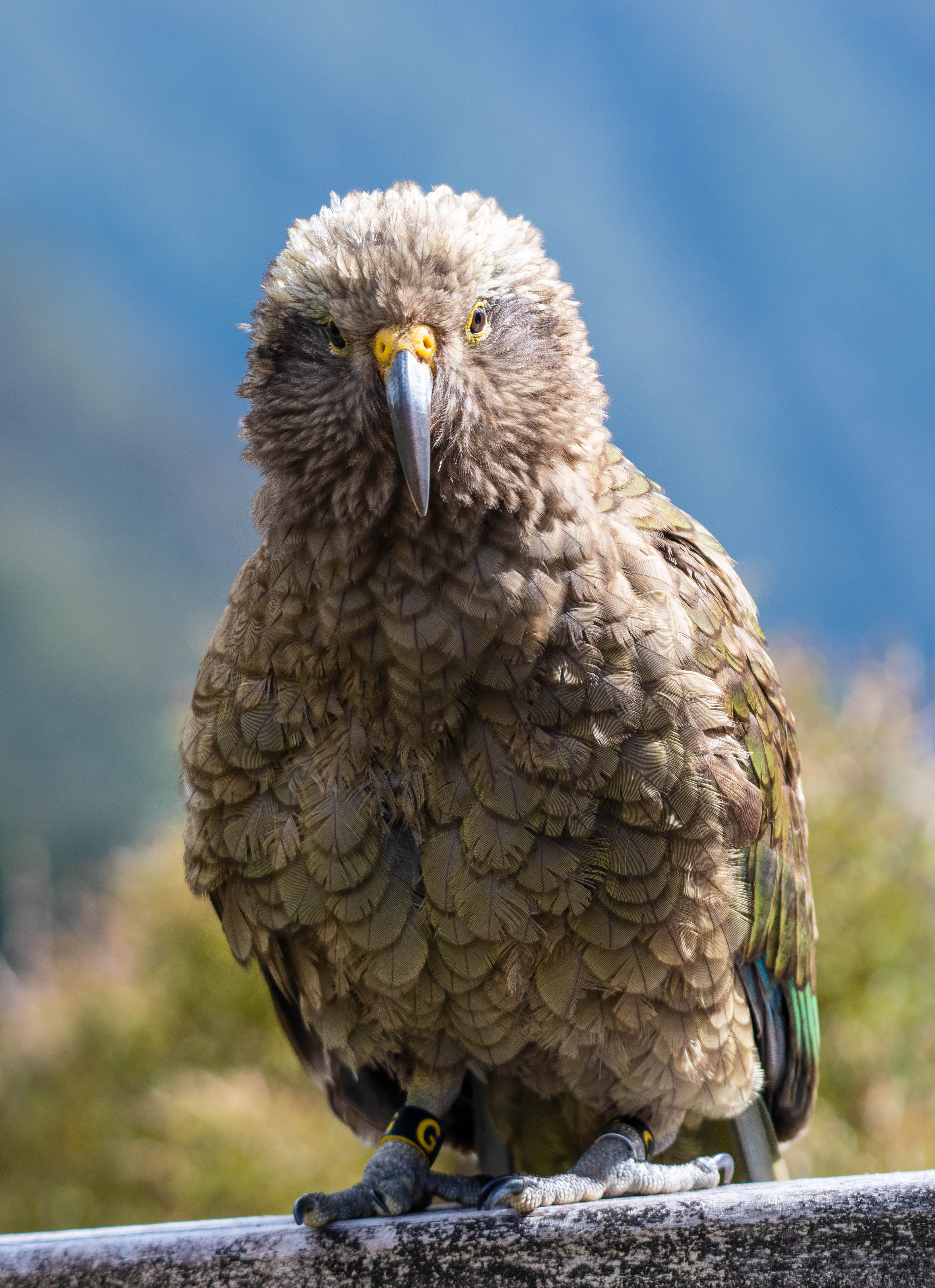focus on foreground, no people, beak, kea, one animal, close-up, brown, bird of prey, looking, nature, front view, eagle, parrot, outdoors, new zealand, Phone HD Wallpaper