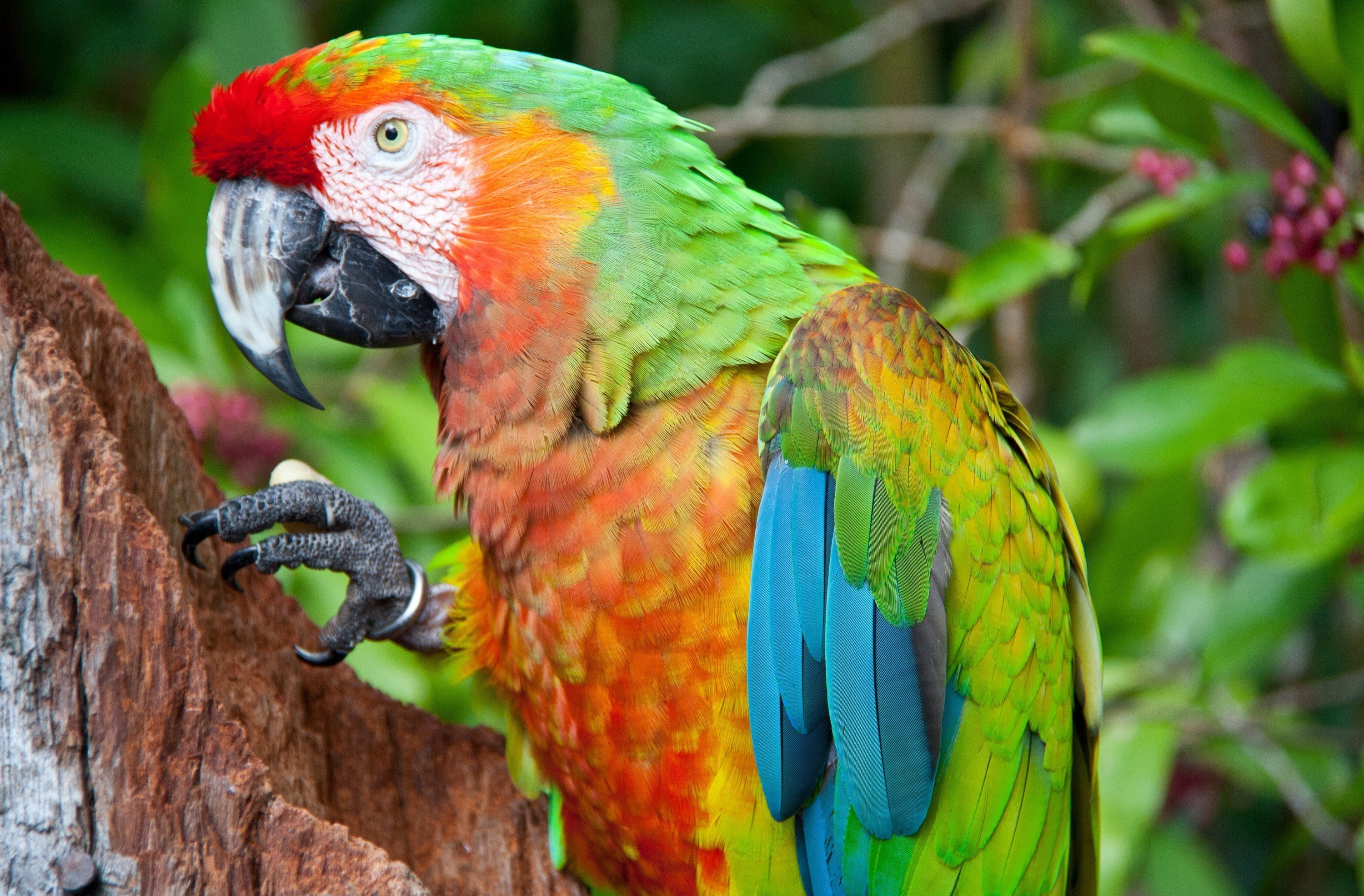 parrot, hd, colorful, 2K, Bird, bright, HD Wallpaper