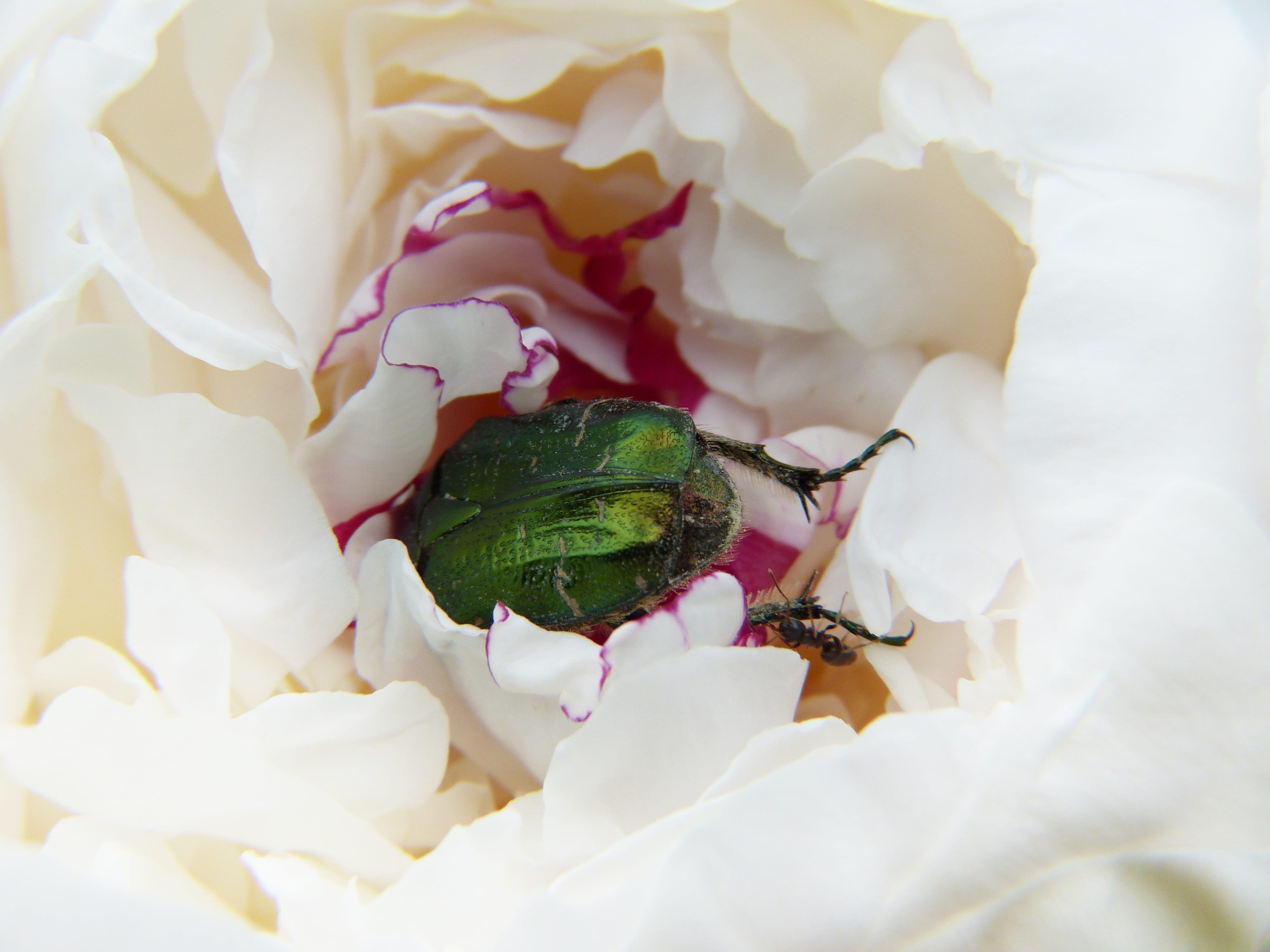 rose, plant, rose beetle, animal, freshness, paeonie, animal themes, flower, flowering plant, flowers, outdoors, white color, flower head, pollination, HD Wallpaper
