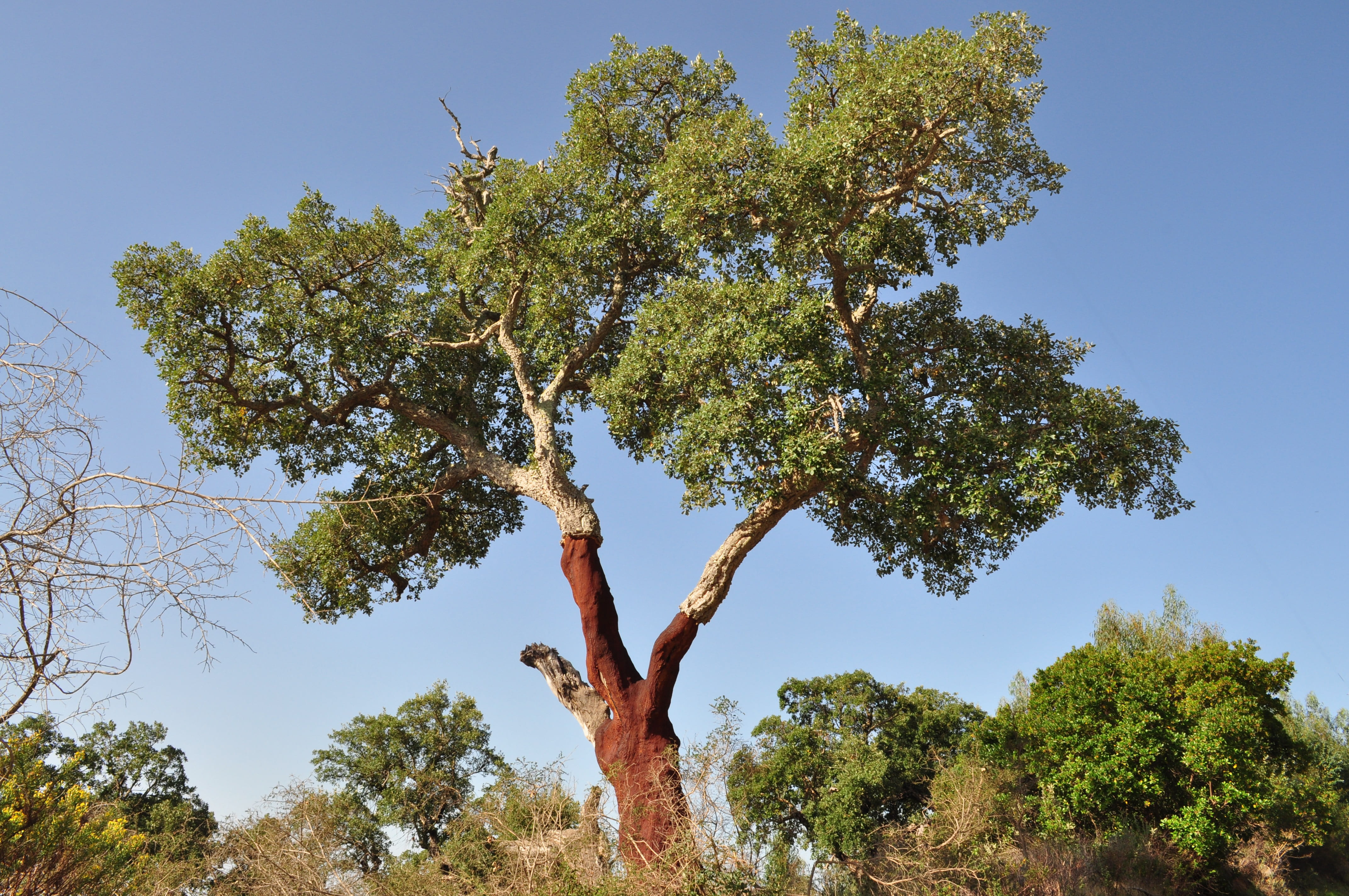 no people, nature, sky, adult, Cork Oak, tree trunk, growth, land, day, outdoors, Bark, plant, branch, Cork, 4K, trunk, cork, low angle view, shed bark, HD Wallpaper