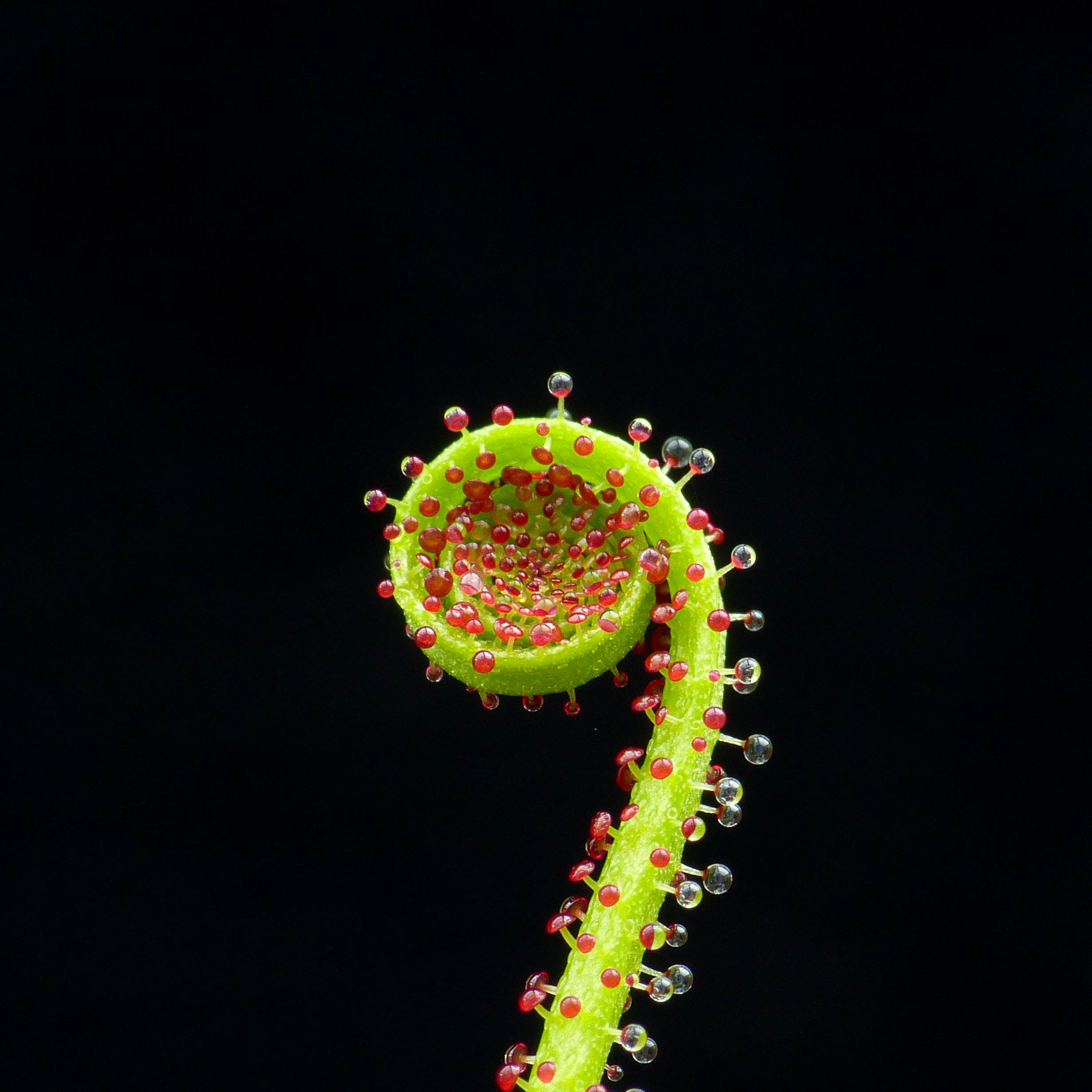 1080P, shot, macro shot, macro, photo, hdr, plant, green, Drosophyllum lusitanicum, Sticky fingers, green plant, pine, carnivorous plant, Phone HD Wallpaper