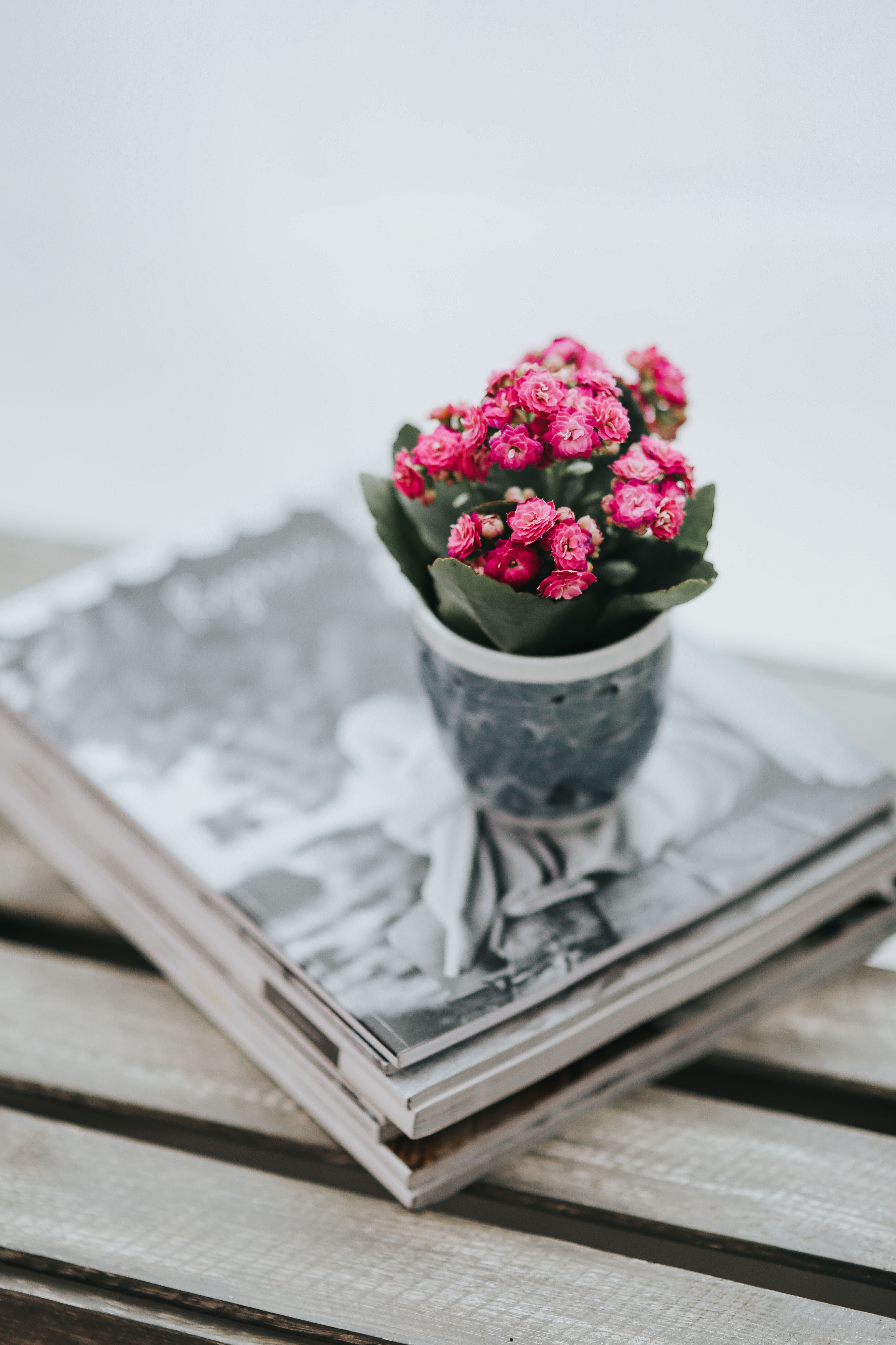 flower, flora, day, little, cute, flowering plant, blossom, publication, still life, bouquet, paper, decoration, plant, pink, beauty in nature, flowers, Phone HD Wallpaper