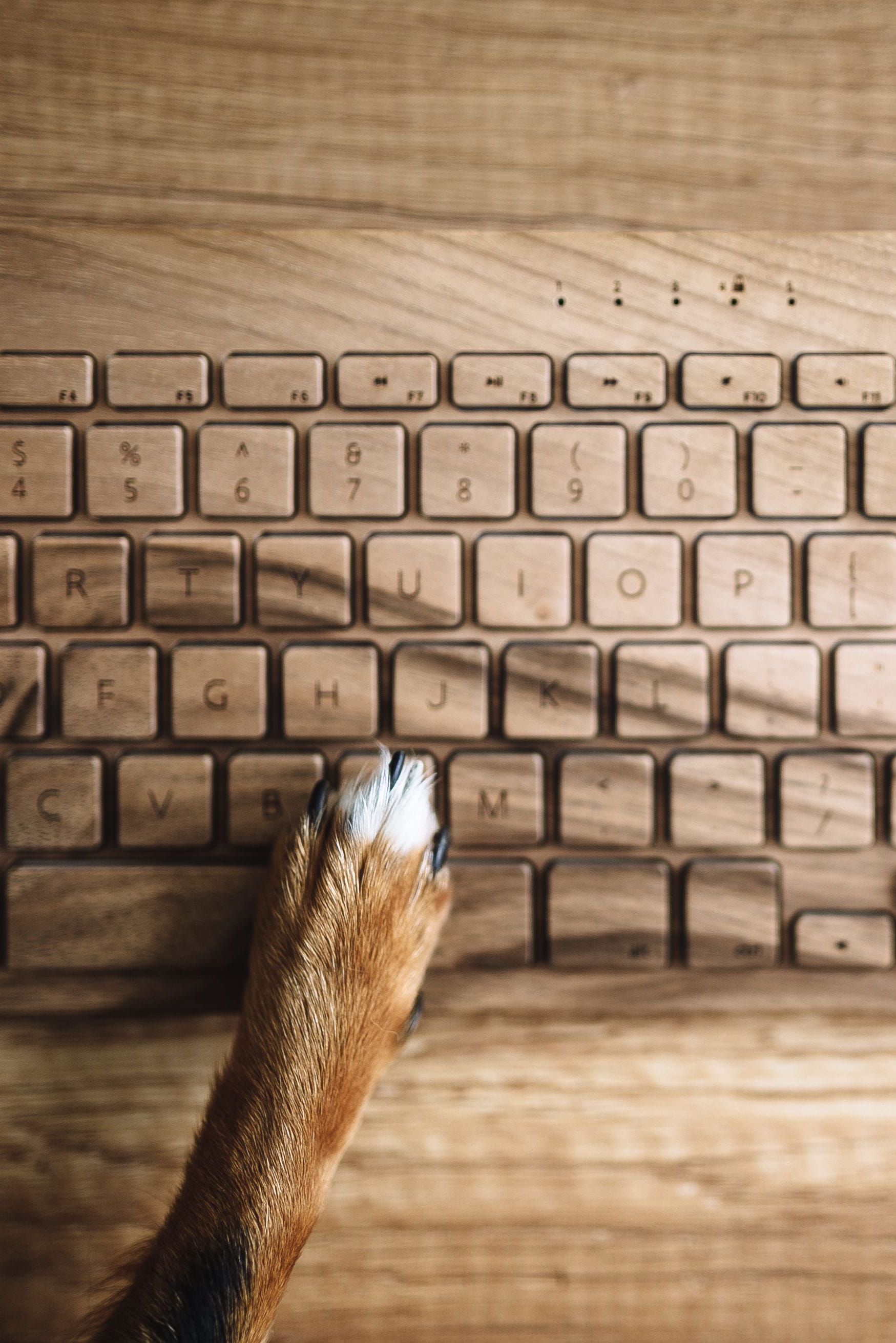 computer key, focus on foreground, communication, laptop, computer, computer Keyboard, internet, indoors, close-up, dog, keyboard, animal, technology, alphabet, Phone HD Wallpaper
