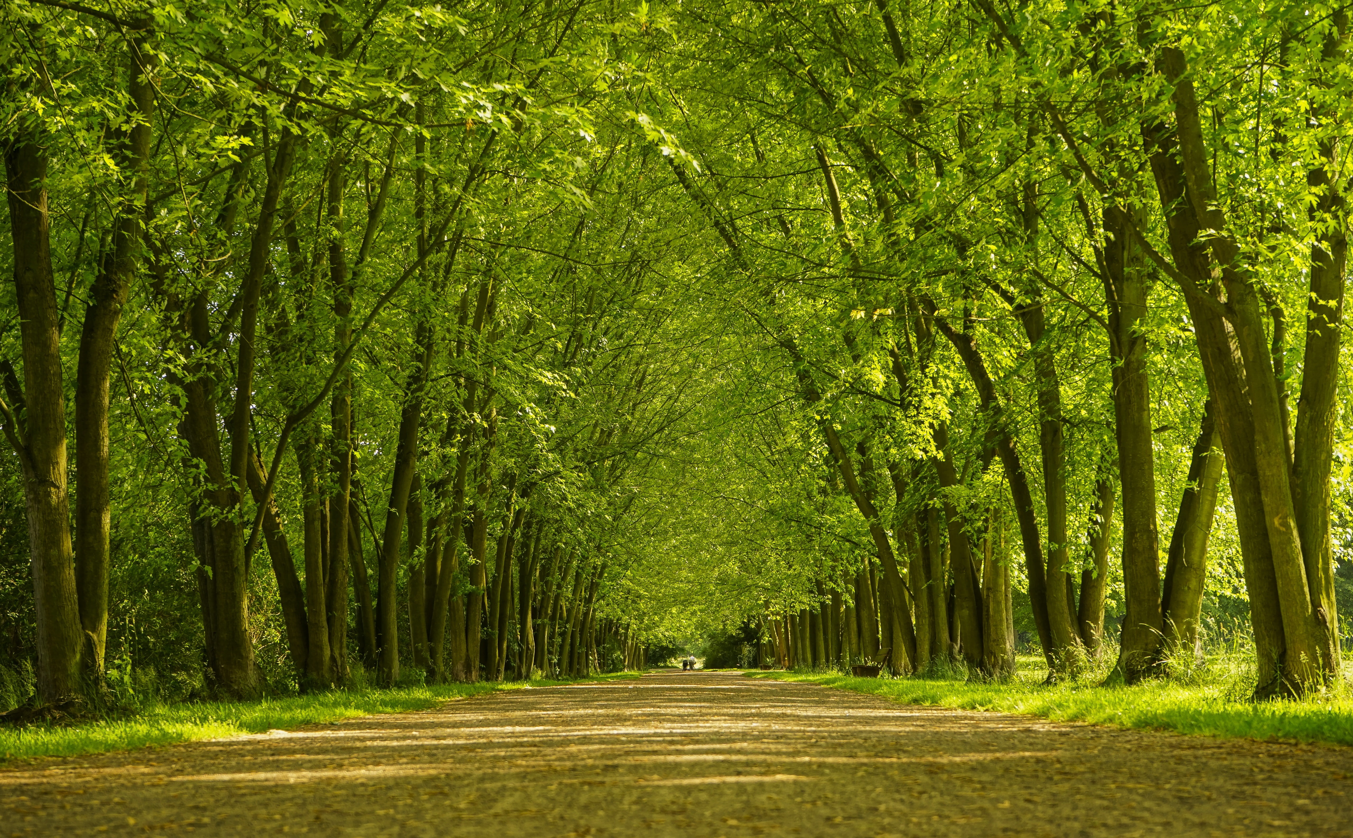 tranquility, tree, tree trunk, 5K, leaves, diminishing perspective, outdoors, no people, Landscape, green color, the way forward, woodland, forest, trees, HD Wallpaper