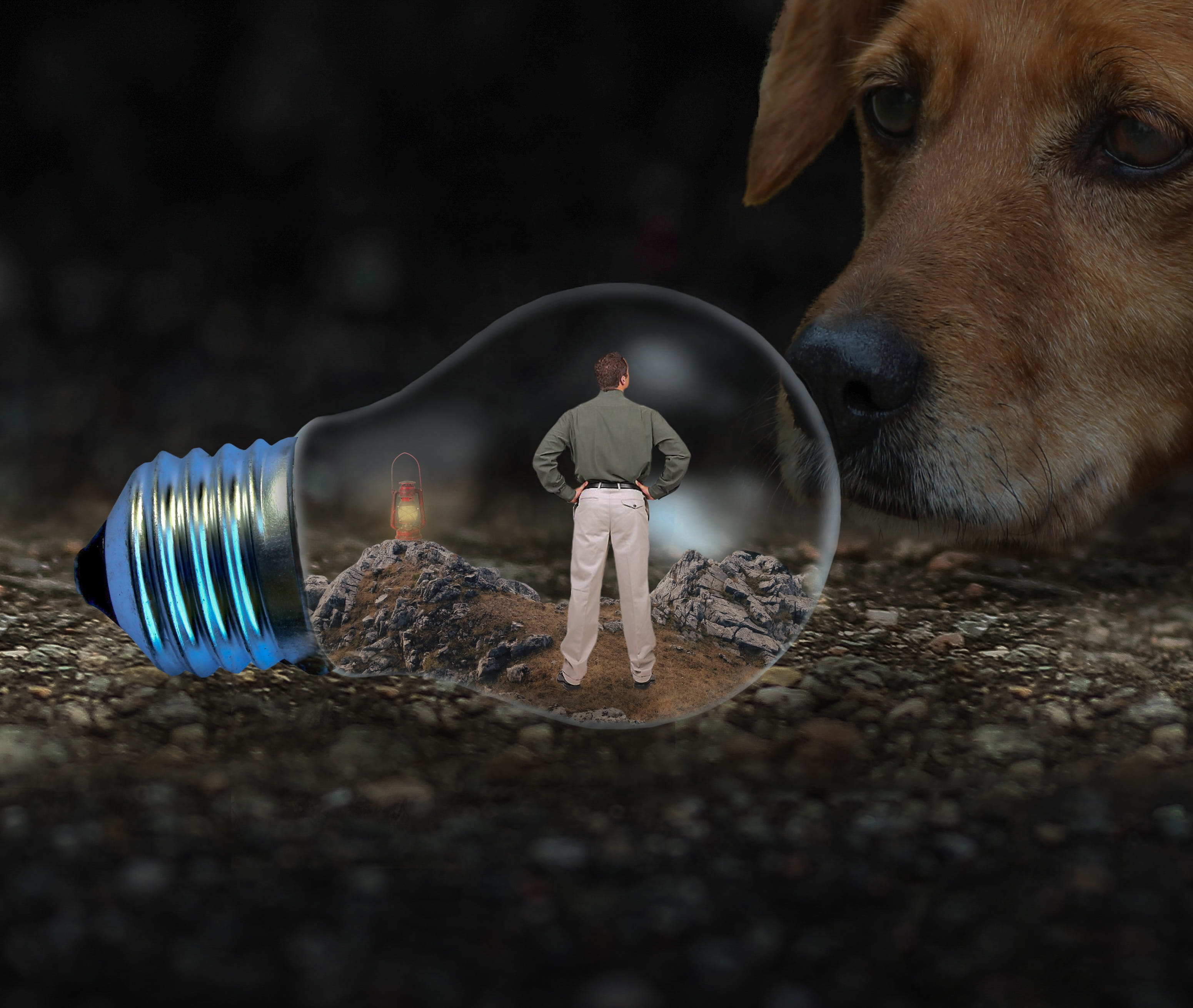 pets, light bulb, assembly, domestic animals, caught, snout, at a loss, 2K, dog, lamp, full length, included, male, nature, indoors, childhood, aspirations, HD Wallpaper