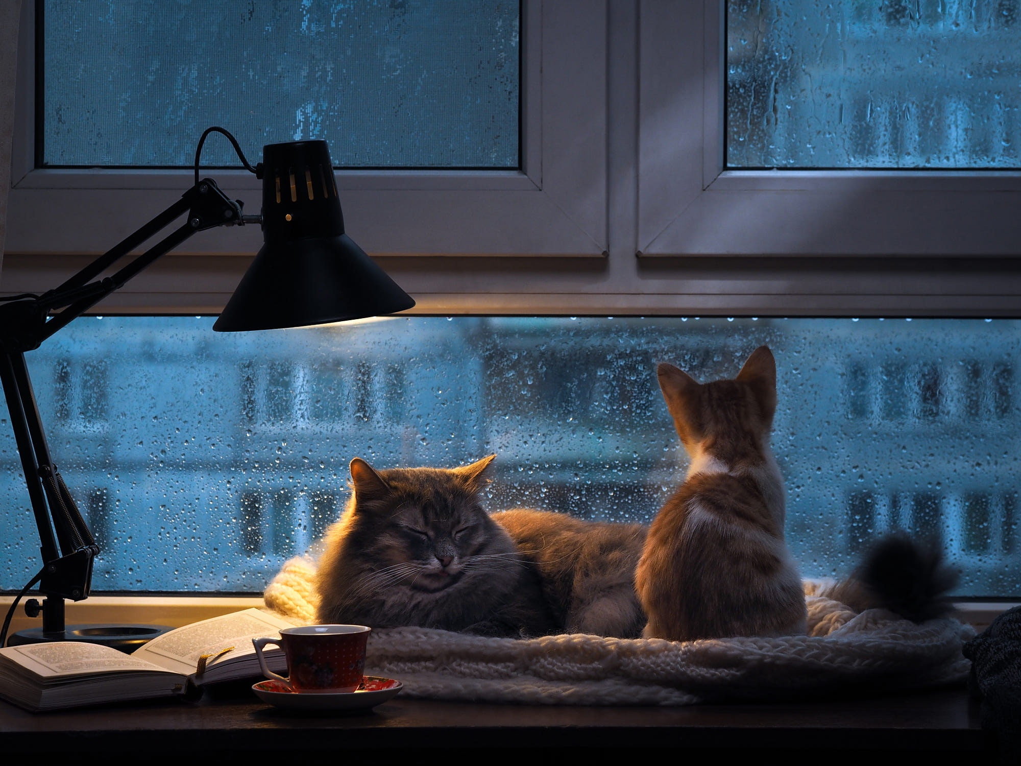 lamp, window, cat, animals, 1080P, rain, indoors, HD Wallpaper