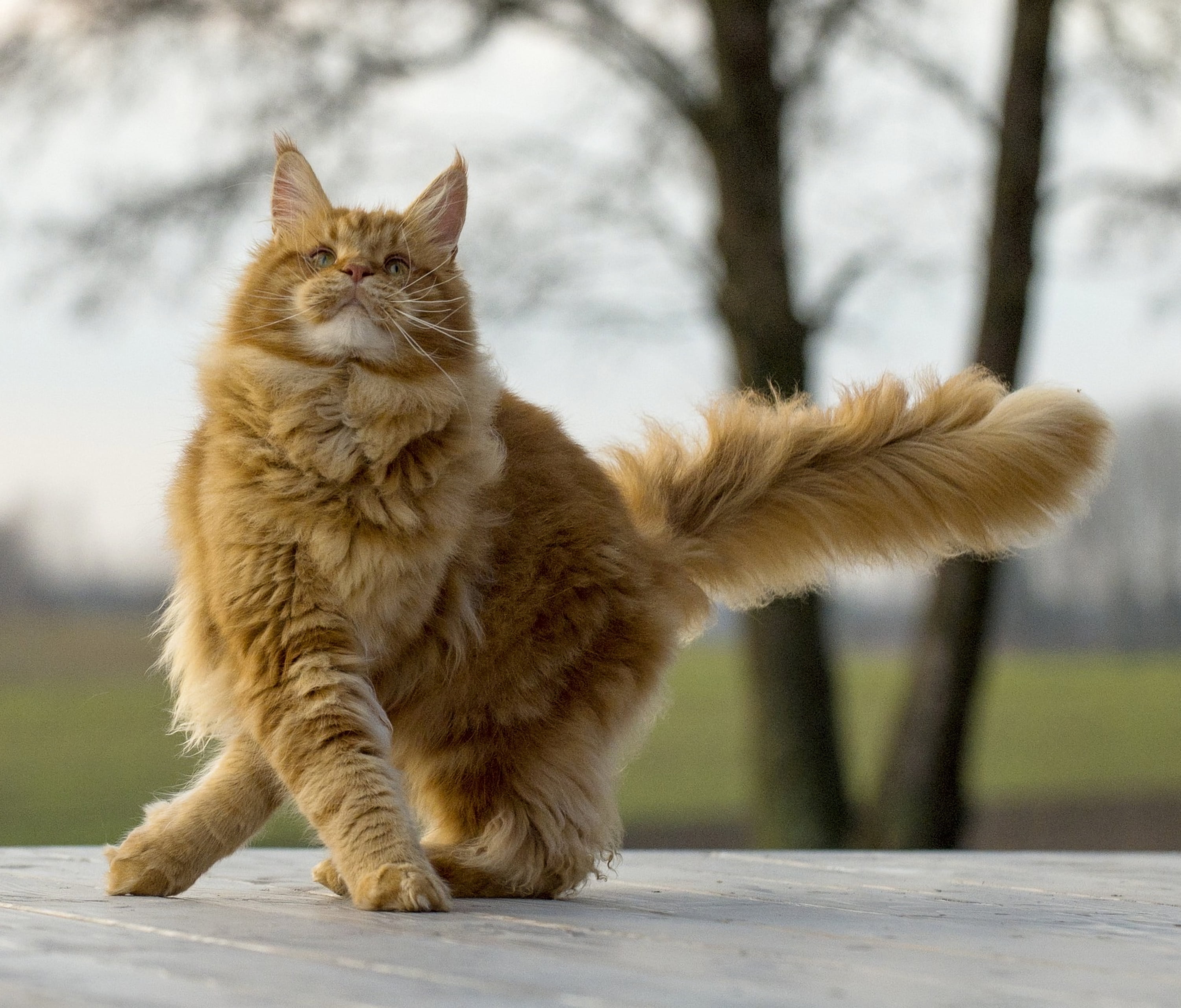 whisker, nature, brown, no people, tree, domestic cat, long, maine coon cat, pets, animal hair, feline, domestic animals, hair, domestic, vertebrate, mammal, HD Wallpaper
