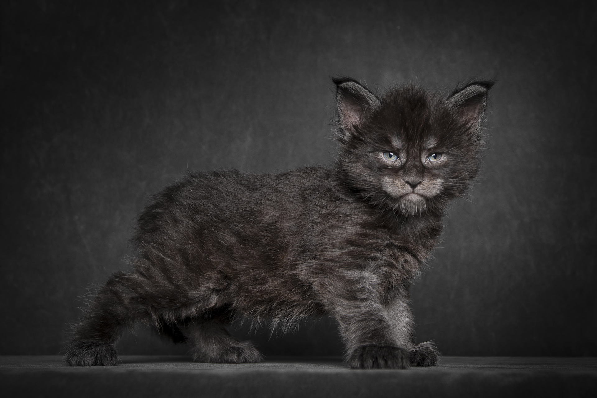 black, kitten, kitty, short, gray, background, furred, cat, Maine Coon, 1080P, HD Wallpaper