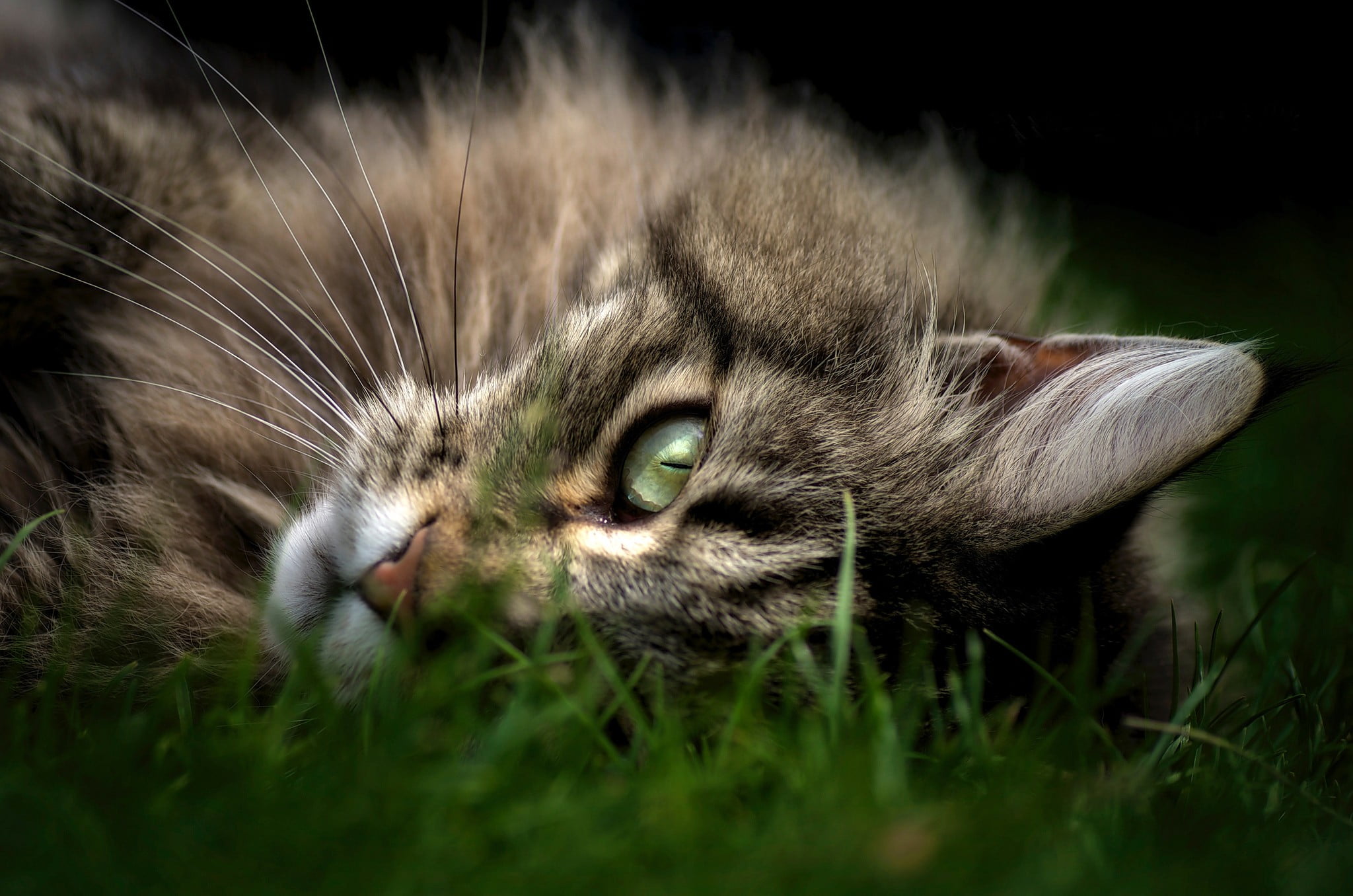 domestic cat, feline, plant, domestic, one animal, vertebrate, Maine Coon, 1080P, no people, closeup, whisker, domestic animals, mammal, animal, black, HD Wallpaper