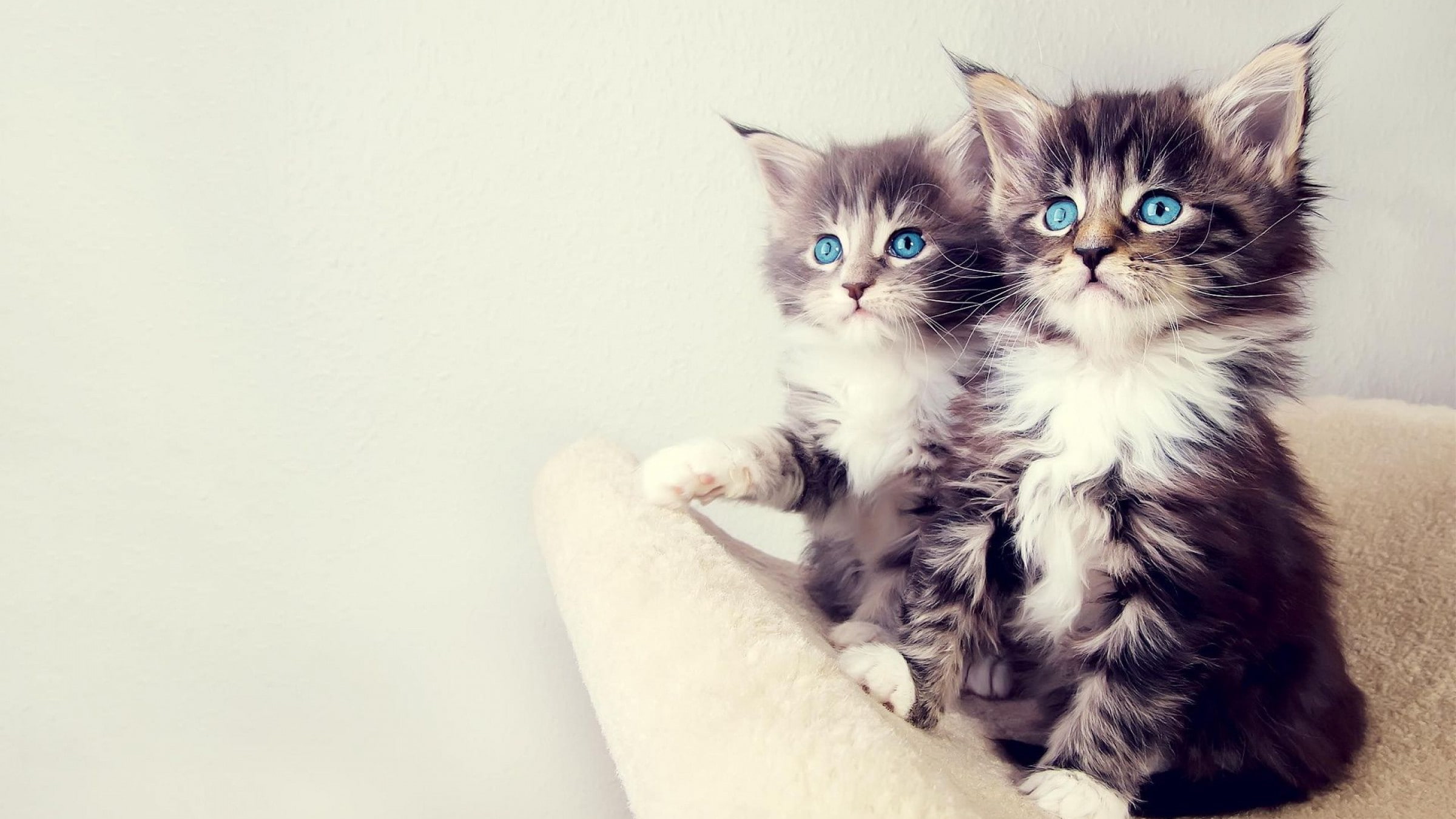 blue eyes, animals, 1080P, cat, kittens, simple background, Maine Coon cat, Maine Coon, HD Wallpaper