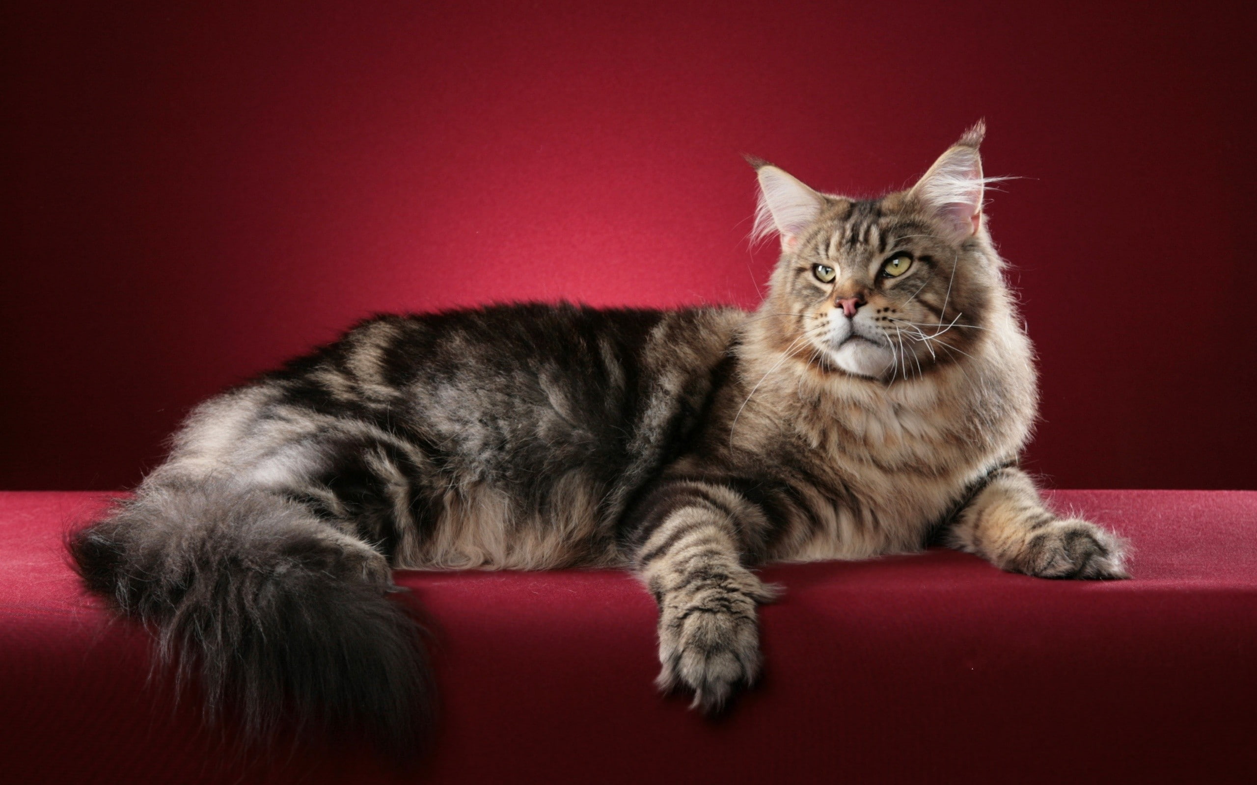 Maine Coon, animals, 2K, cat, red background, HD Wallpaper