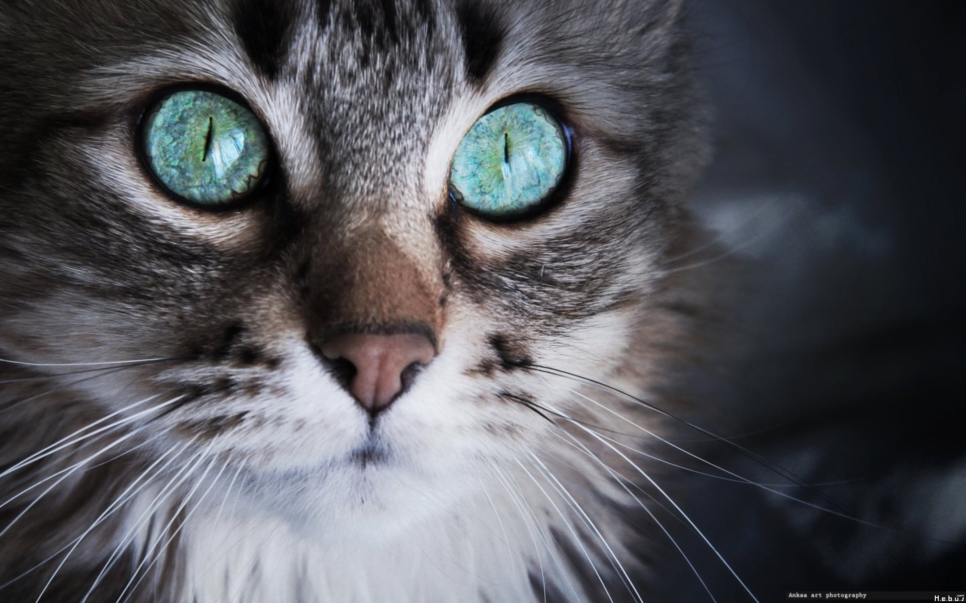 cat, eye, pets, tabby, animal, domestic cat, animal eye, 1080P, mammal, one animal, close-up, whisker, blue eyes, long, animal mouth, animal body part, HD Wallpaper