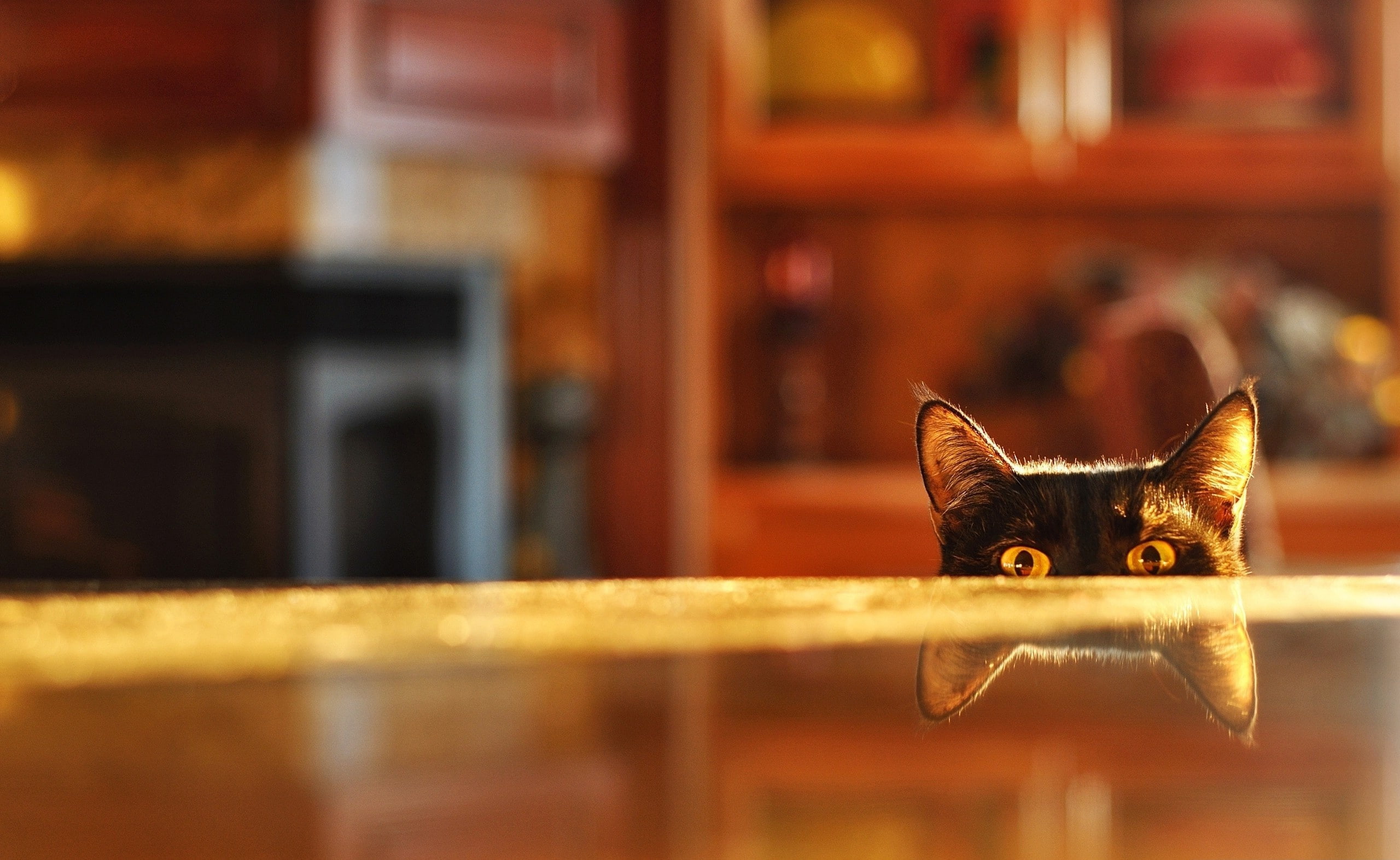 animal body part, can, see, domestic, feline, black, focus on foreground, Funny, vertebrate, domestic animals, 2K, no people, whisker, pets, copy space, HD Wallpaper