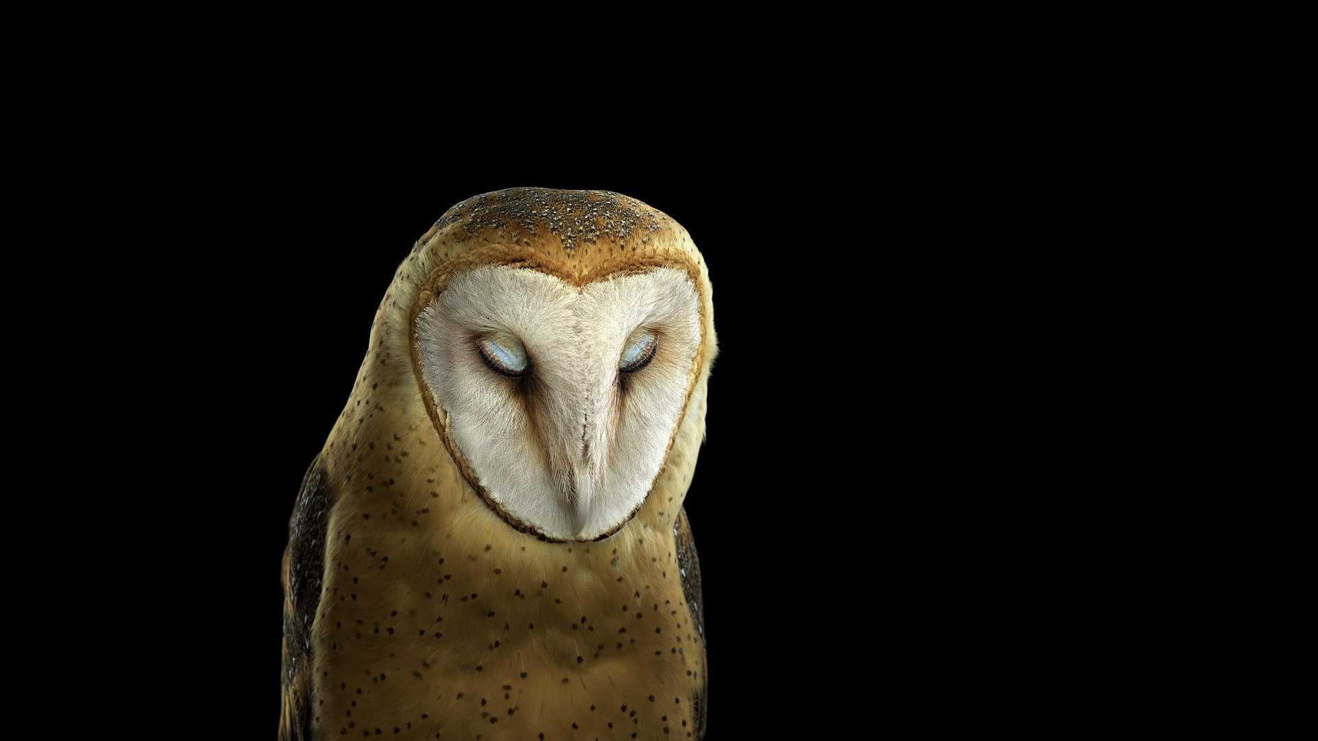 1080P, animals, simple background, owl, birds, photography, nature, HD Wallpaper