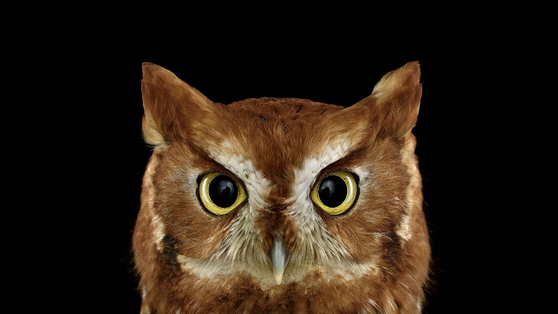 vertebrate, bird of prey, mammal, owl, yellow eyes, photography, iris - eye, no people, studio shot, animal wildlife, birds, animal eye, animals, 1080P, HD Wallpaper
