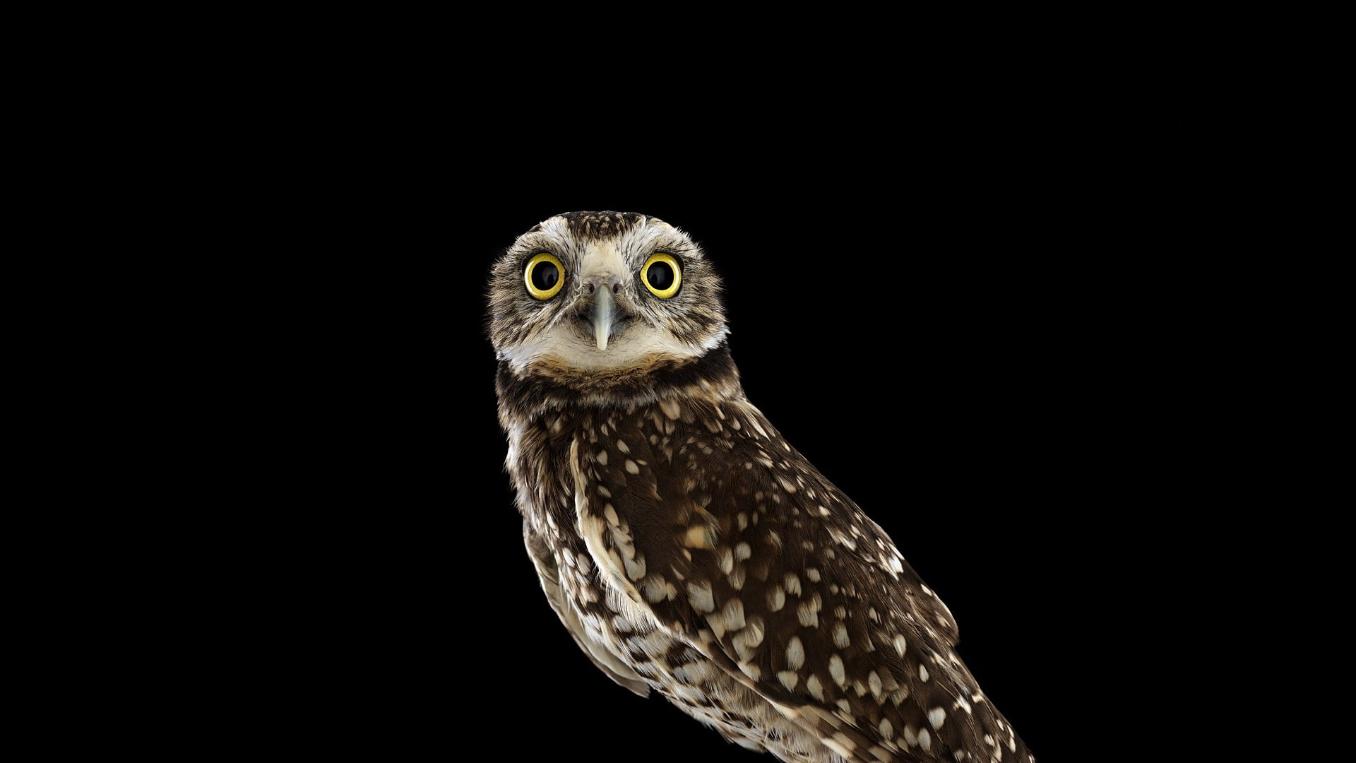 no people, owl, one animal, looking, falcon - bird, animal eye, bird, studio shot, birds, animal, 1080P, close-up, bird of prey, animal themes, yellow eyes, HD Wallpaper