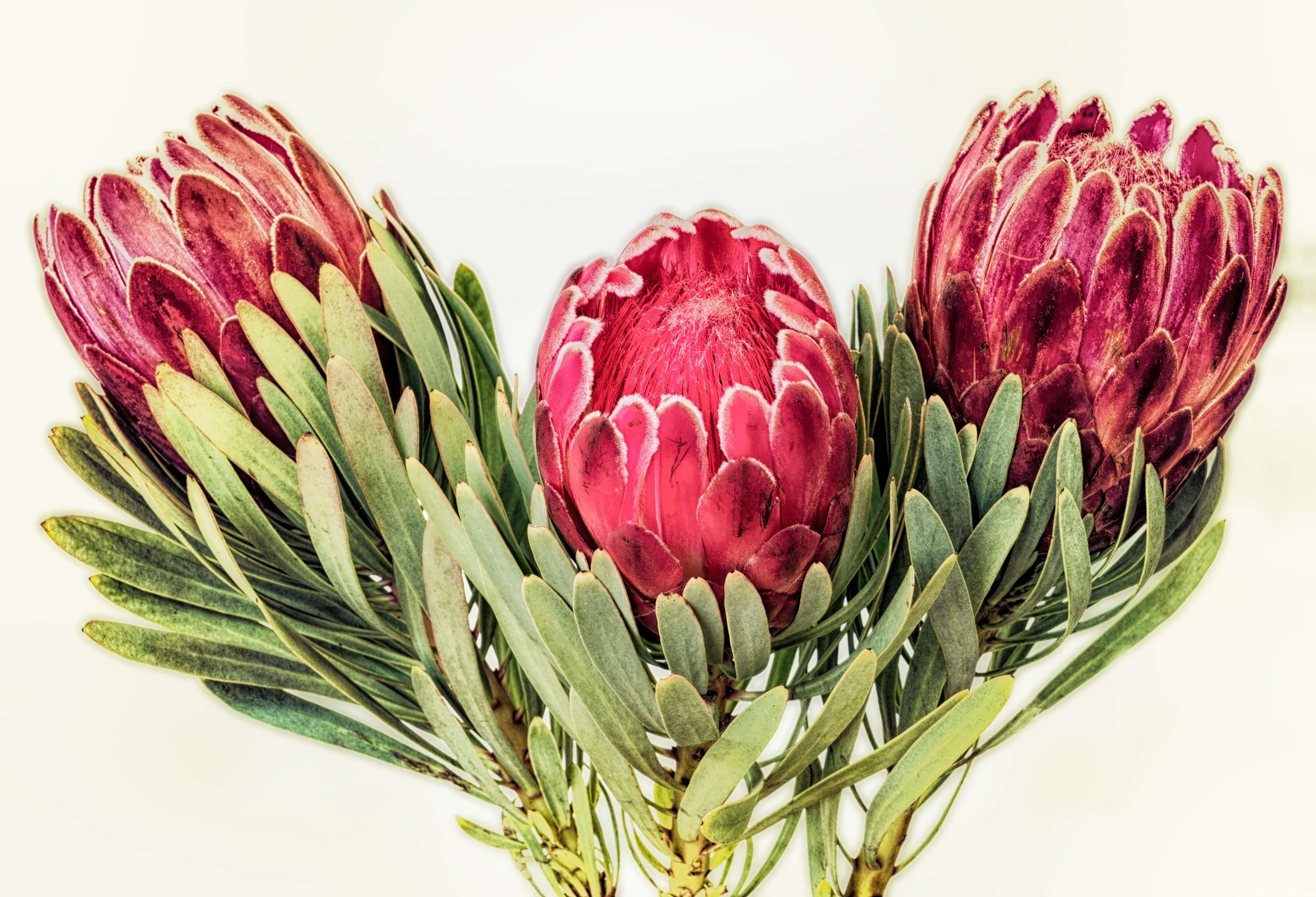 close-up, bouquet, green color, botany, flower arrangement, cut out, purple, flowering plant, flower, plant, floral, cynaroides, protea, group of objects, HD Wallpaper