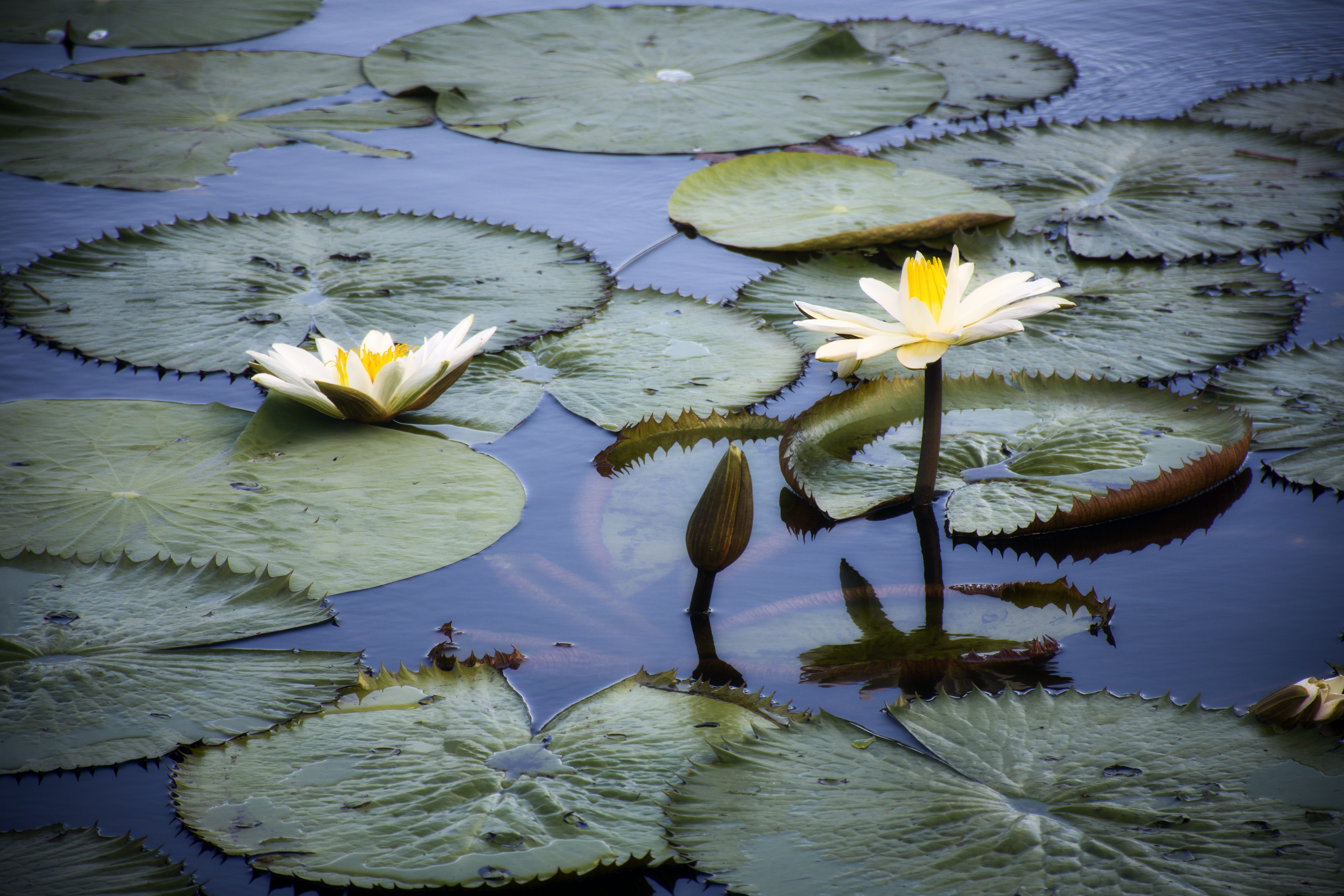 plant, lake, leaves, freshness, leaf, lotus water lily, botany, flower, fragility, water lily, lily, plant part, petal, vitória régia, beauty in nature, HD Wallpaper