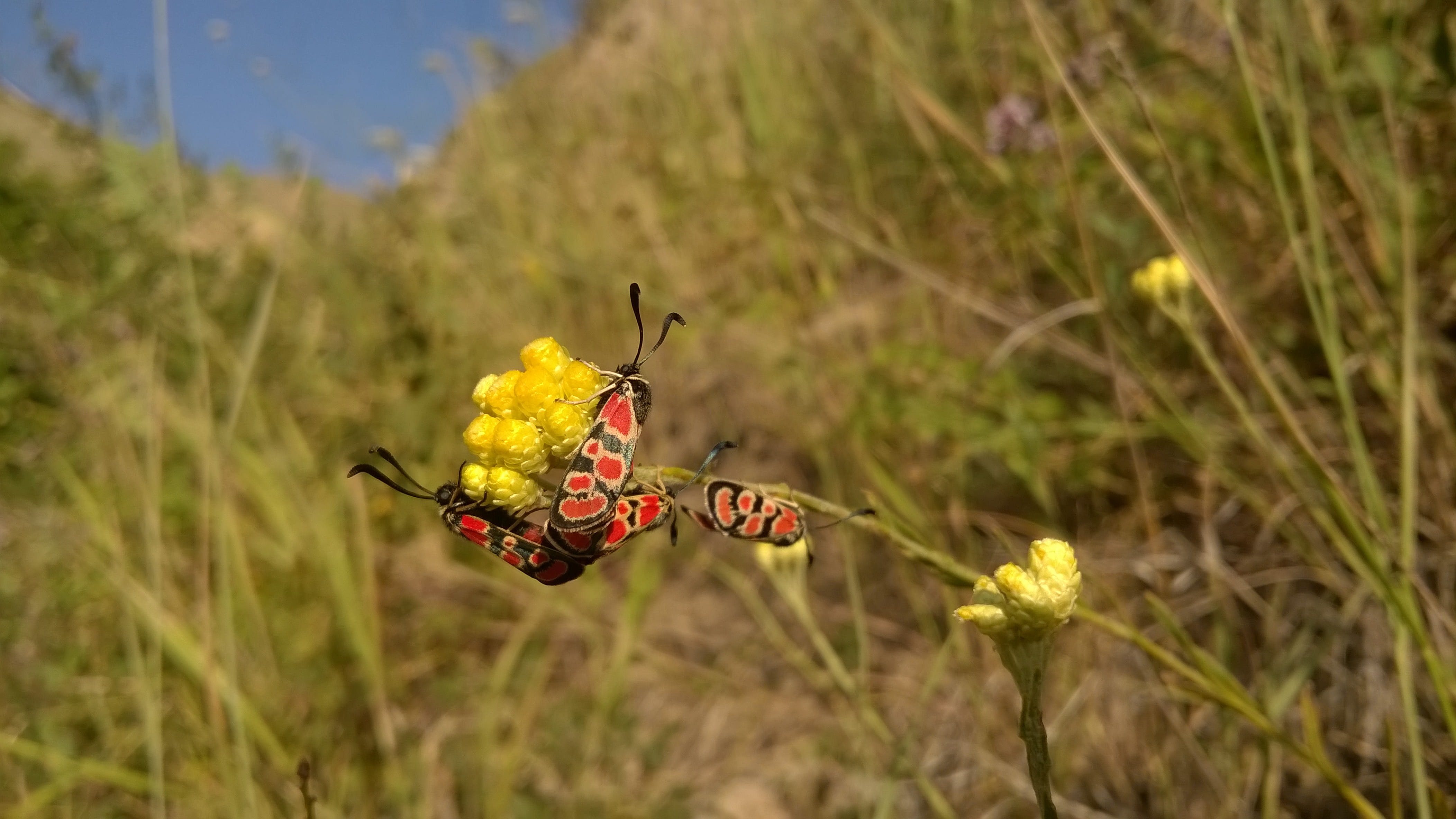 day, growth, flower head, focus on foreground, outdoors, animal wildlife, animal wing, plant, close-up, red, one animal, invertebrate, butterfly, freshness, HD Wallpaper