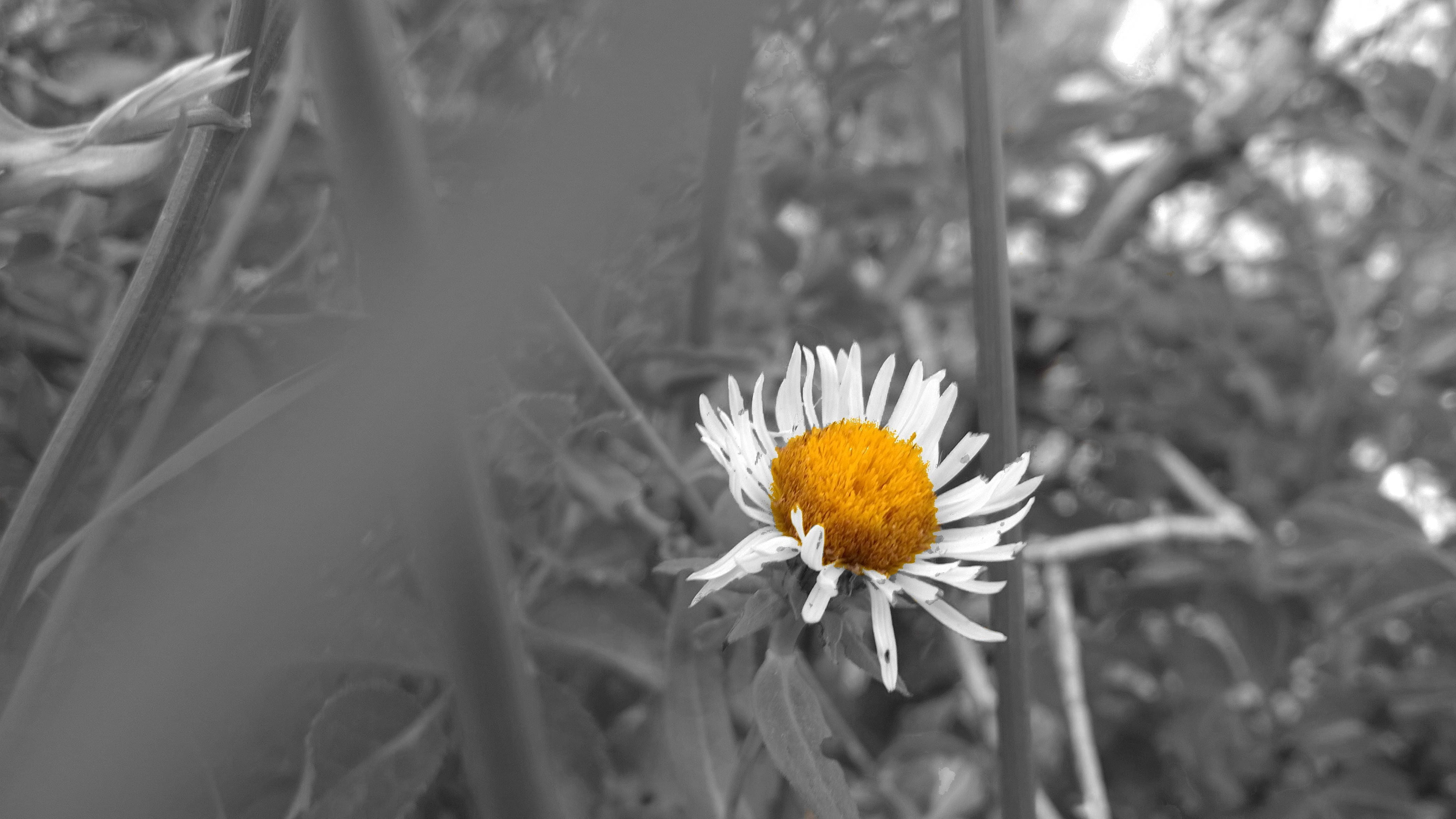 outdoors, close-up, daisy, nature, white, petal, freshness, pollen, primary color, no people, growth, white color, beauty in nature, focus on foreground, HD Wallpaper
