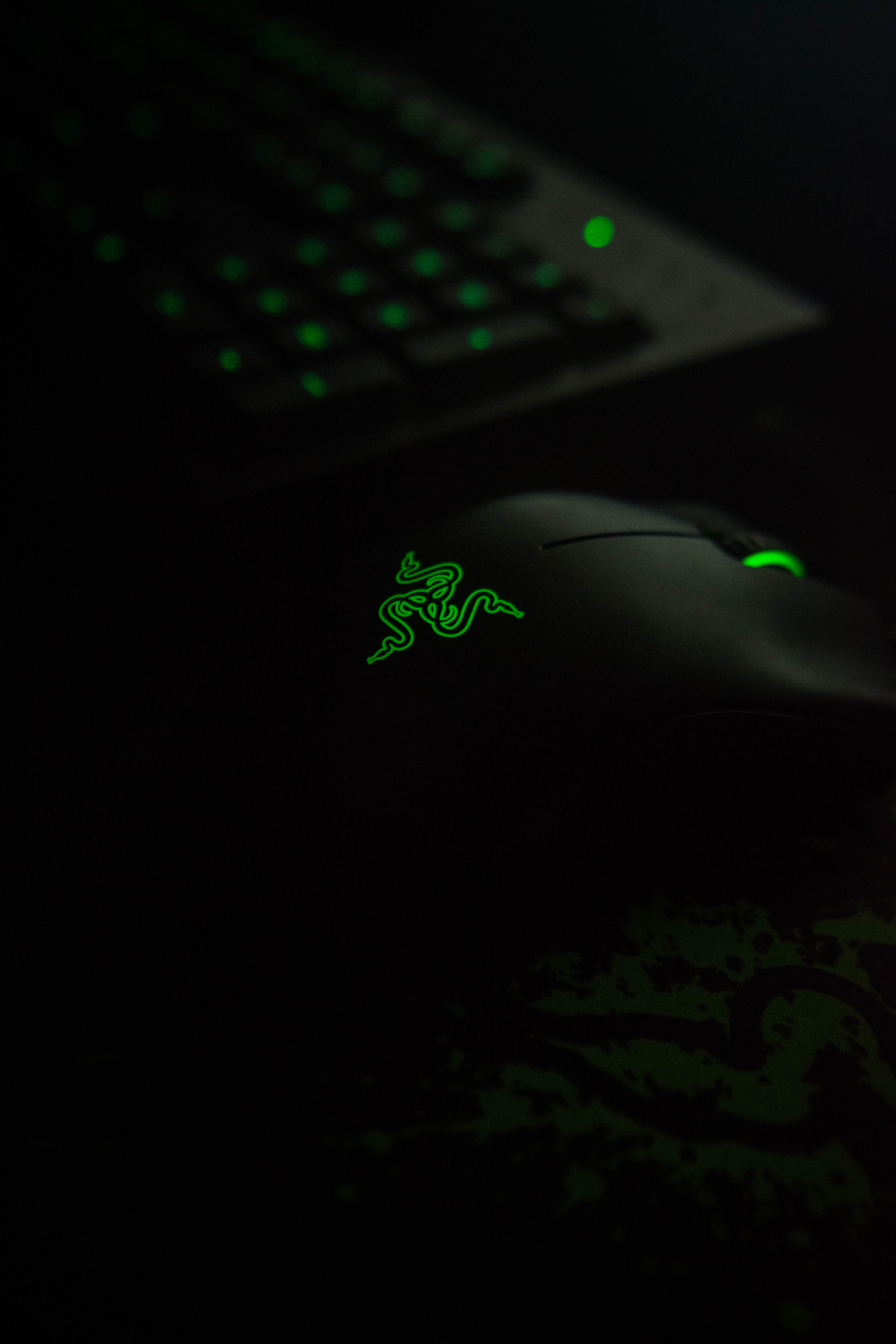 plant, plant part, studio shot, dark, mouse, animal themes, night, close-up, leaf, illuminated, beauty in nature, animal, keyboard, razer, no people, selective focus, Phone HD Wallpaper