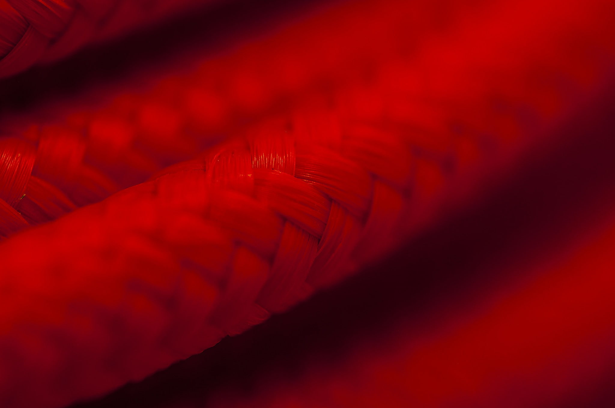 cords, textile, textile industry, animal, depth of field, abstract, indoors, red, feather, macro, animal themes, black background, no people, extreme close-up, HD Wallpaper