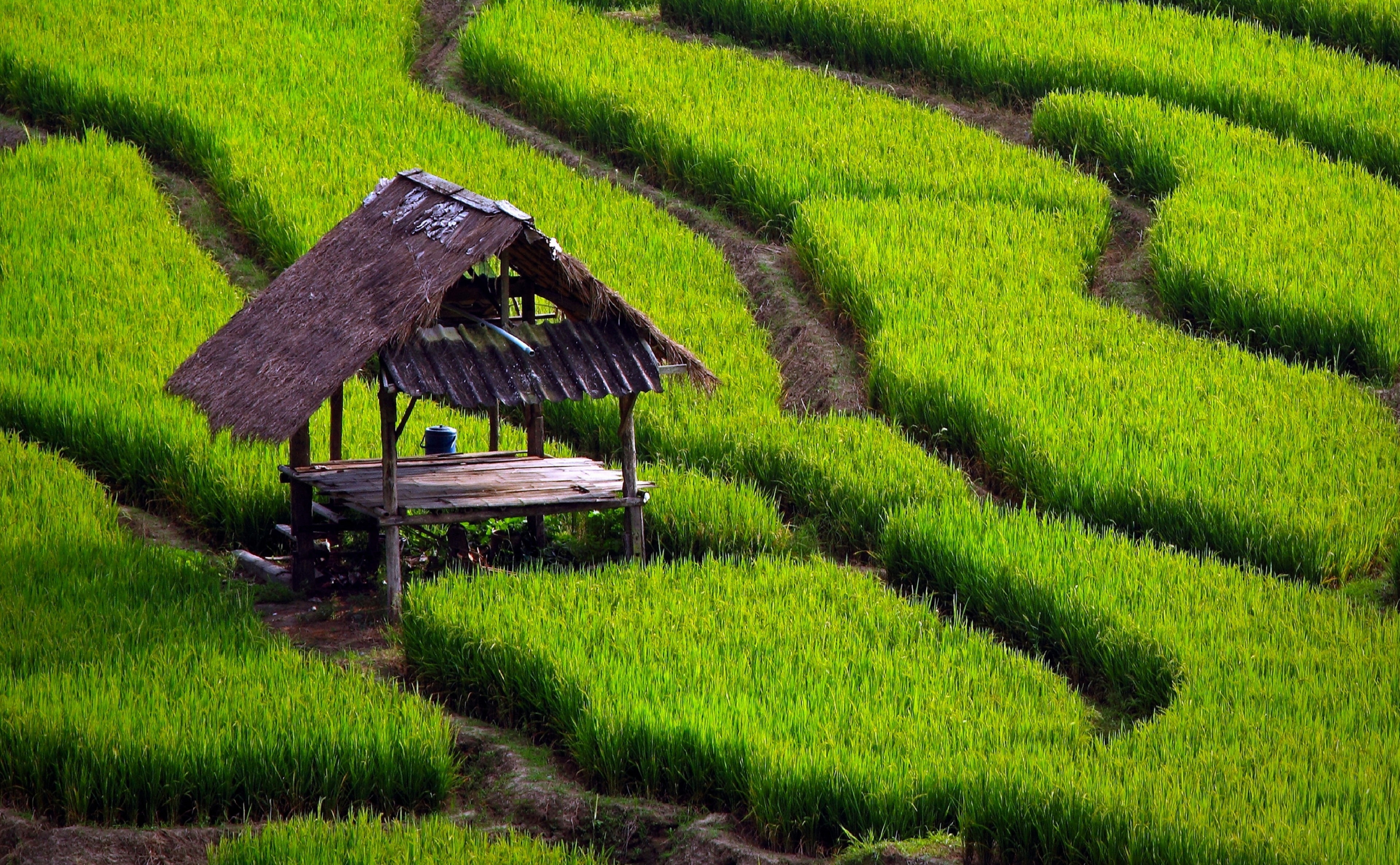 grass, 4K, rice field, outdoors, Rice, terrace, gardening, Green, plant, nipa, land, rural scene, crop, rice - cereal plant, environment, Field, brown, HD Wallpaper