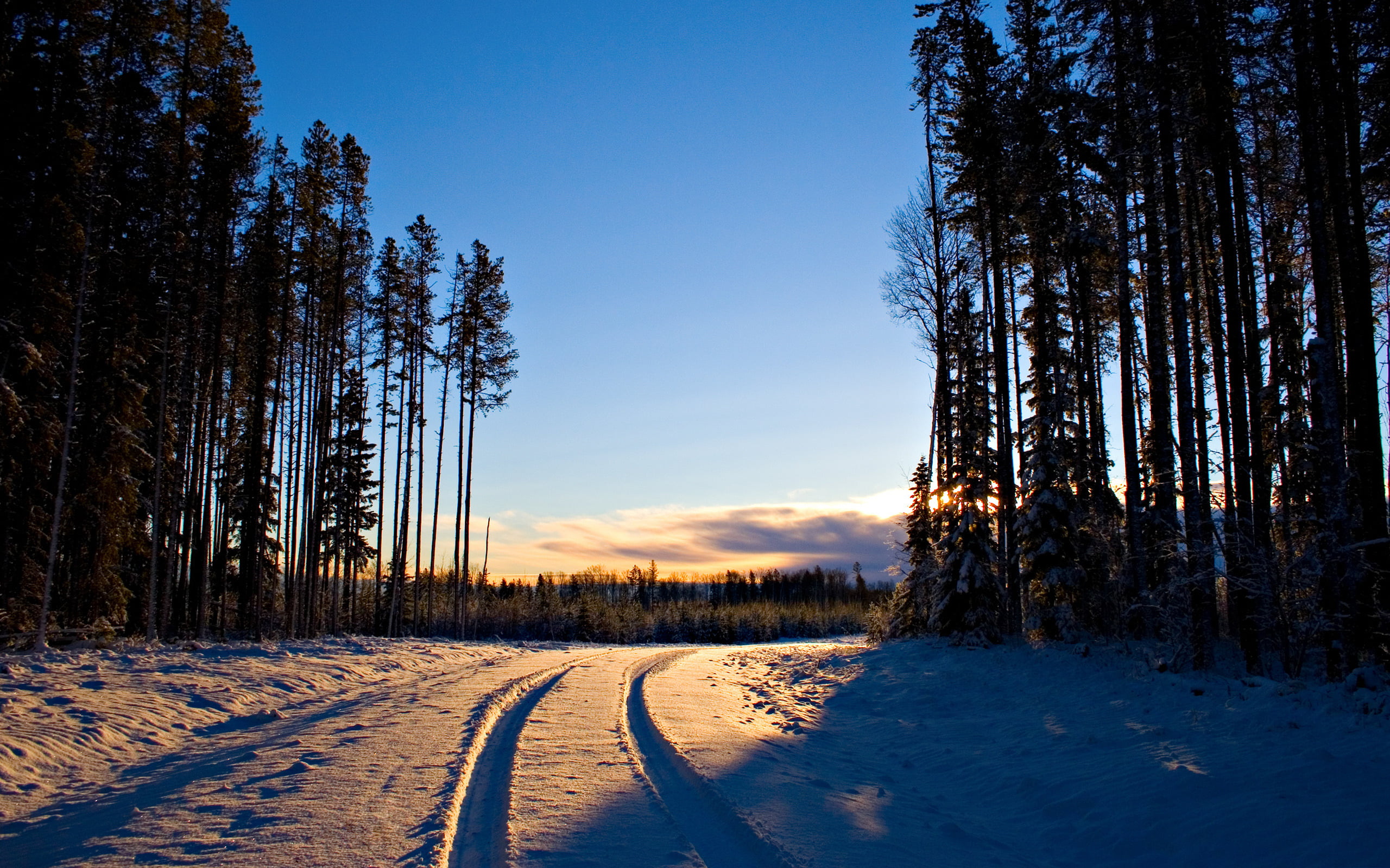 environment, frost, plant, cold - Temperature, Canon EOS 20D, scenics, 2560x1600 hd walls, trees, 2K, dawn, winter, field, landscape, sky, tranquility, HD Wallpaper