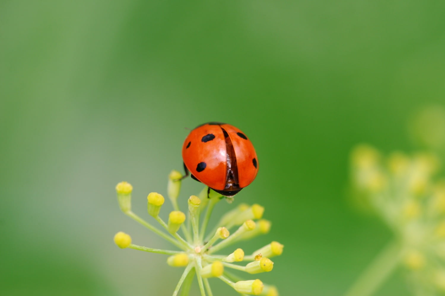 red, grass, nature, ladybug, petaled, green Color, img, plant, summer, Coccinelle, 720P, macro, canon  20D, small, flower, gimp, ladybird, spotted, close-up, HD Wallpaper