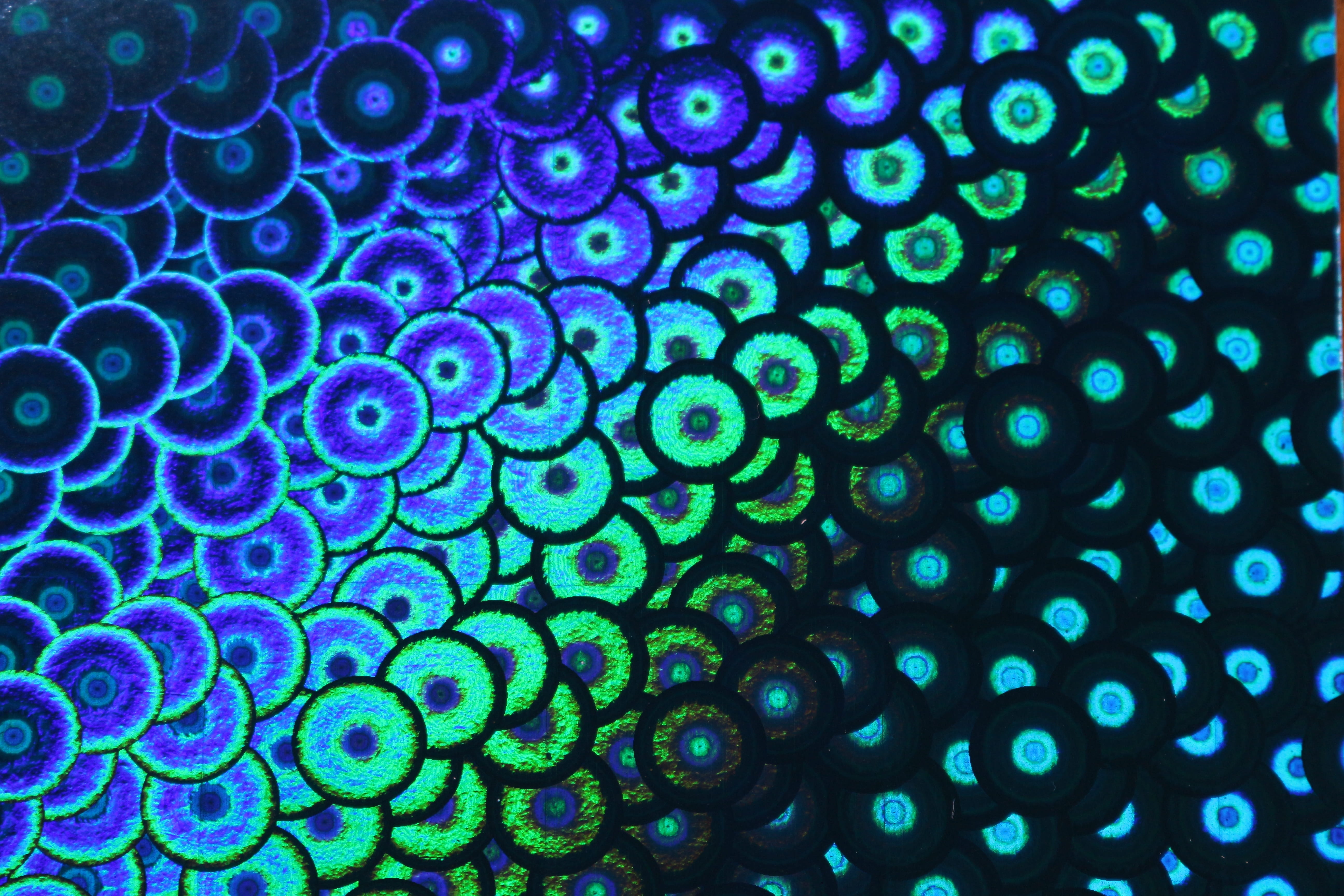green color, science, hologram, close-up, blue, photo paper, indoors, iridescent, abstract, untitled, healthcare and medicine, paper, no people, nature, HD Wallpaper