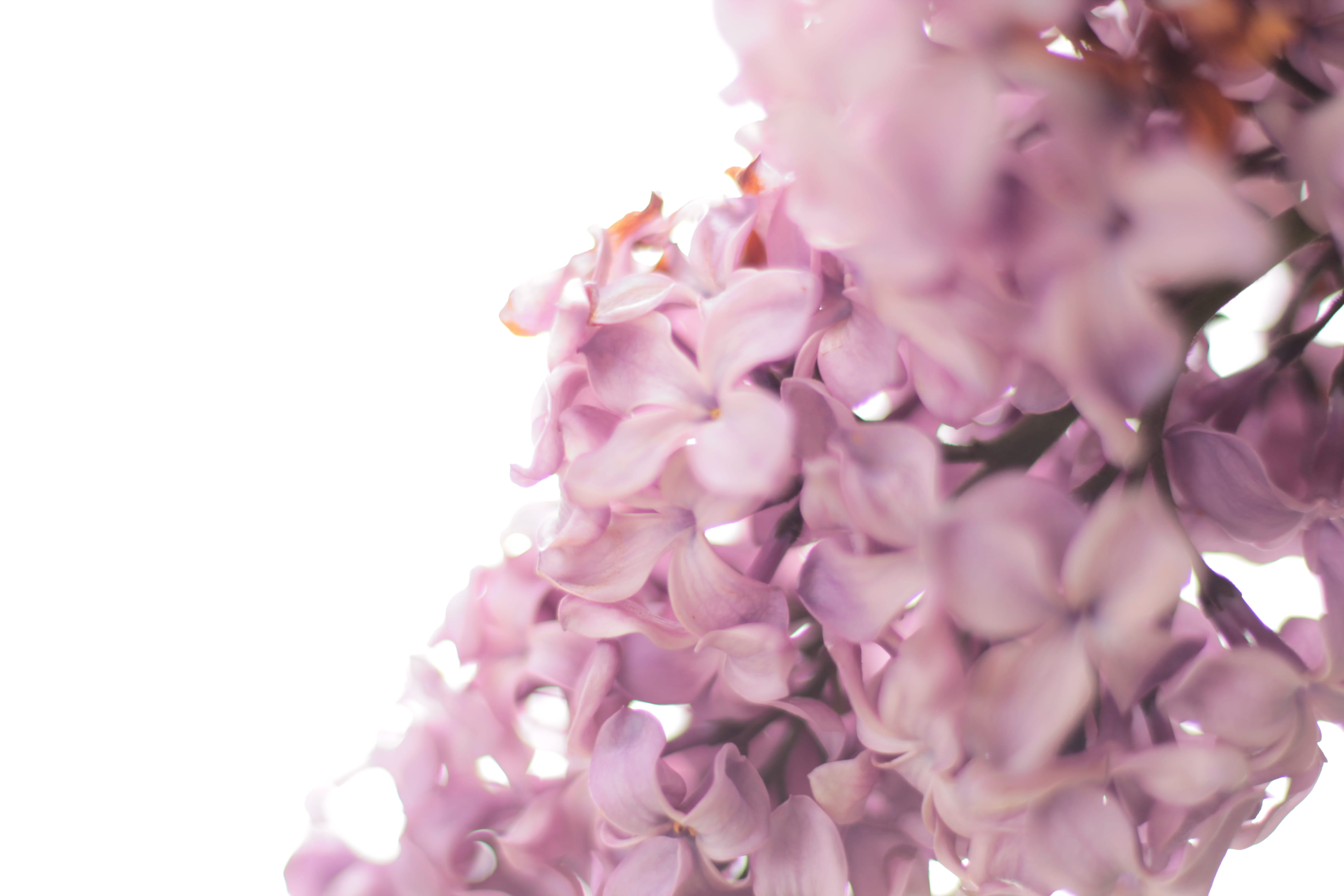 feel, photography, nature, freshness, lilac, petal, branch, blossom, softness, beauty In Nature, close-up, flower Head, summer, purple, beauty, tree, springtime, HD Wallpaper