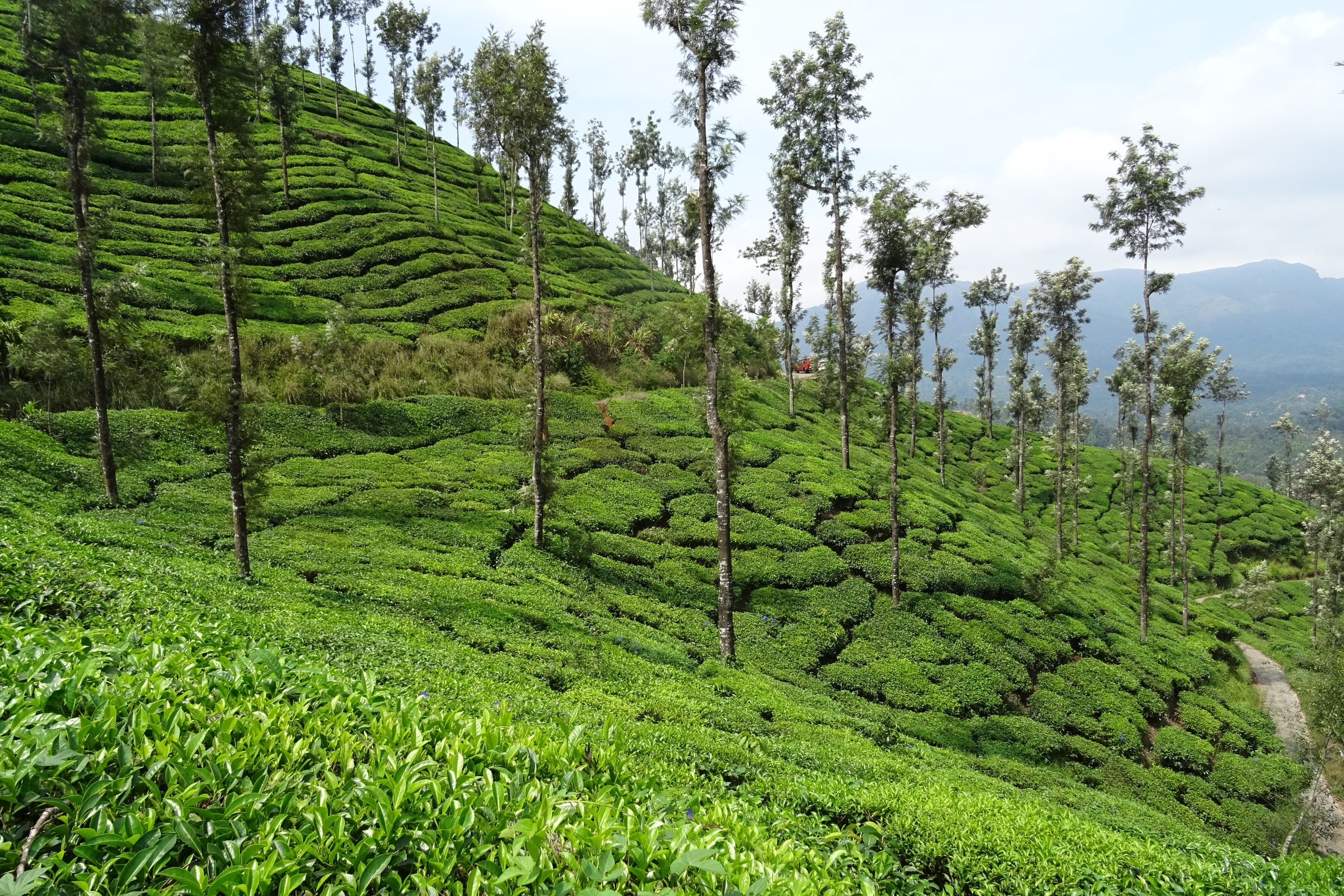 tranquil scene, agriculture, beauty in nature, scenics - nature, sky, landscape, tranquility, tea, tree, non-urban scene, chikmagalur, india, green color, HD Wallpaper