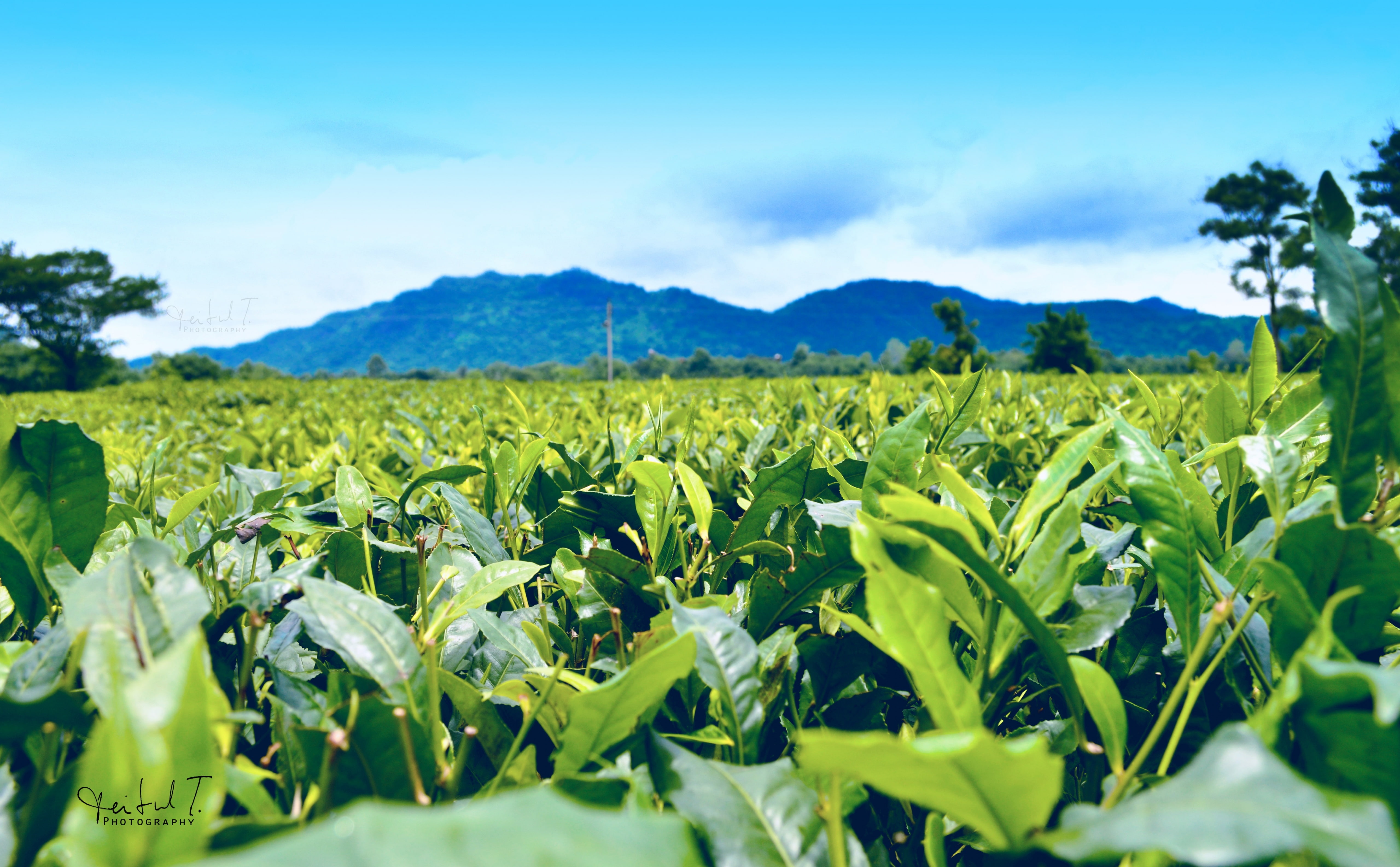 green color, farm, tea, outdoors, crop, field, plantation, sky, environment, blue sky, leafed, tranquil scene, plant, Landscape, mountain, estate, 5K, HD Wallpaper