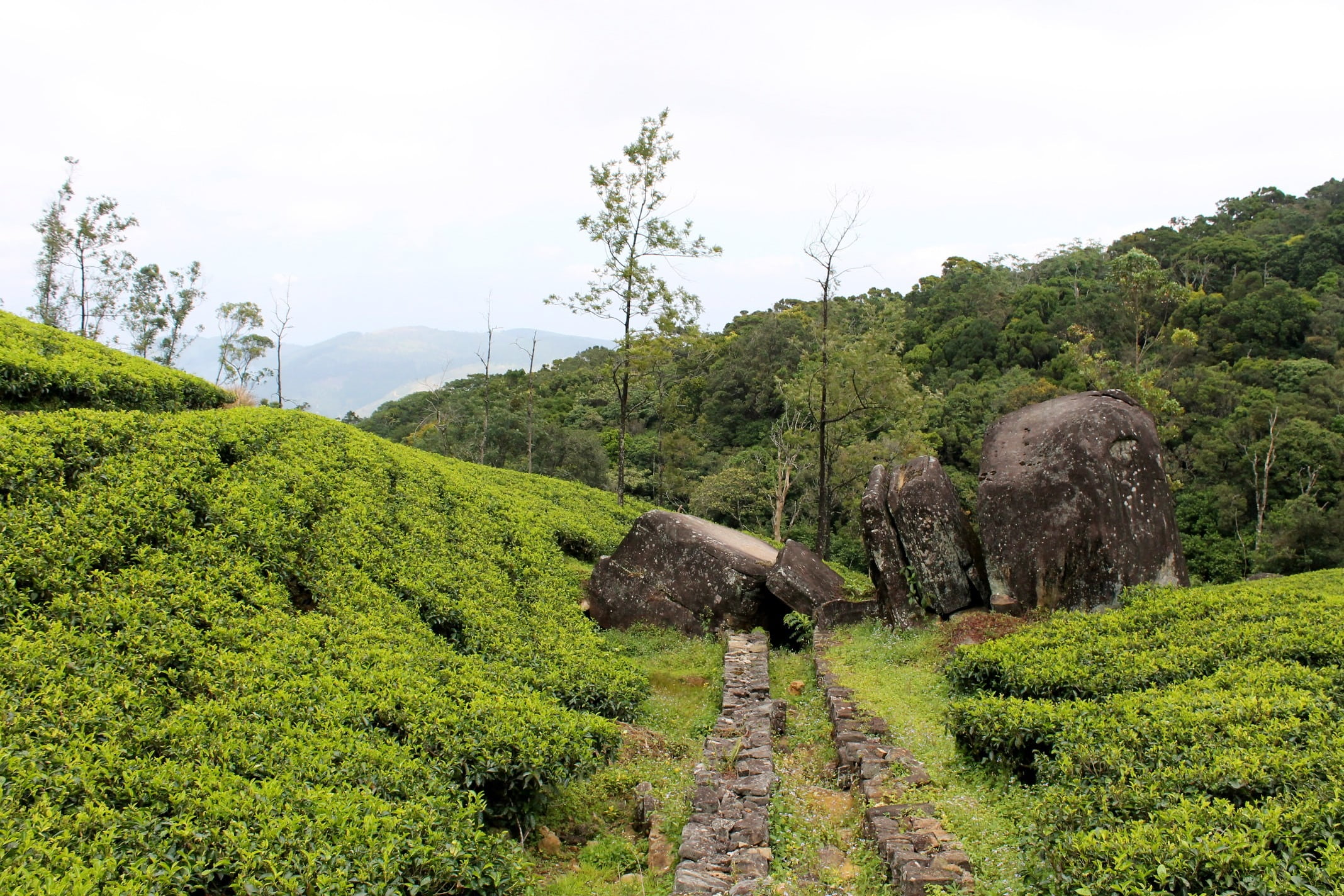 mountain, scenics, loolecondera, outdoors, land, plant, tea estate, scenics - nature, nature, no people, beauty in nature, field, non-urban scene, growth, HD Wallpaper