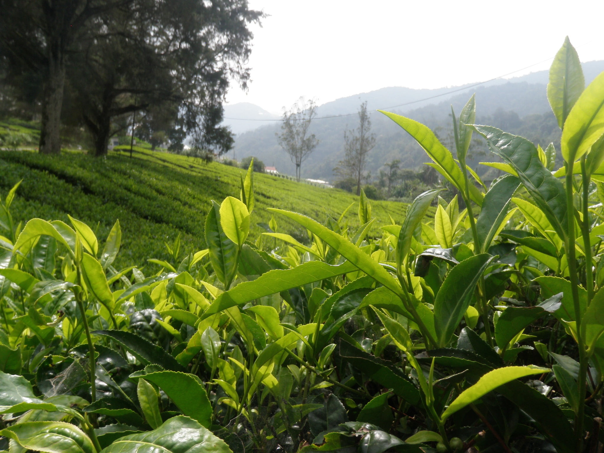 sky, crop, rural, no people, leaf, tranquil scene, sunlight, plant, mountain, tree, land, estate, day, farm, agriculture, terrace, green color, malaysia, HD Wallpaper