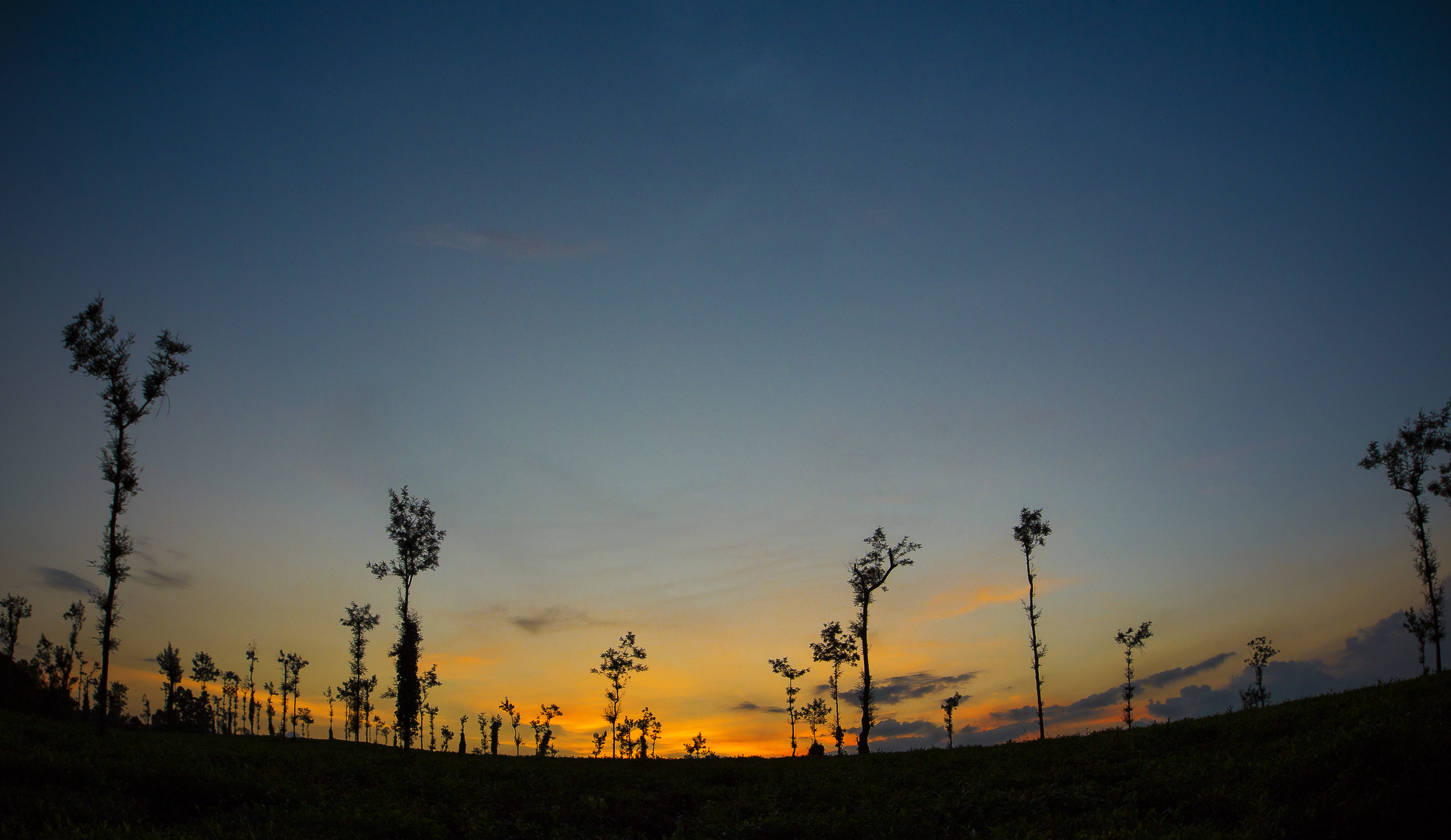 5K, scenic, outdoors, no people, orange color, growth, scenery, kodagu, plant, scenics - nature, sky, field, india, landscape, tranquility, beauty in nature, HD Wallpaper
