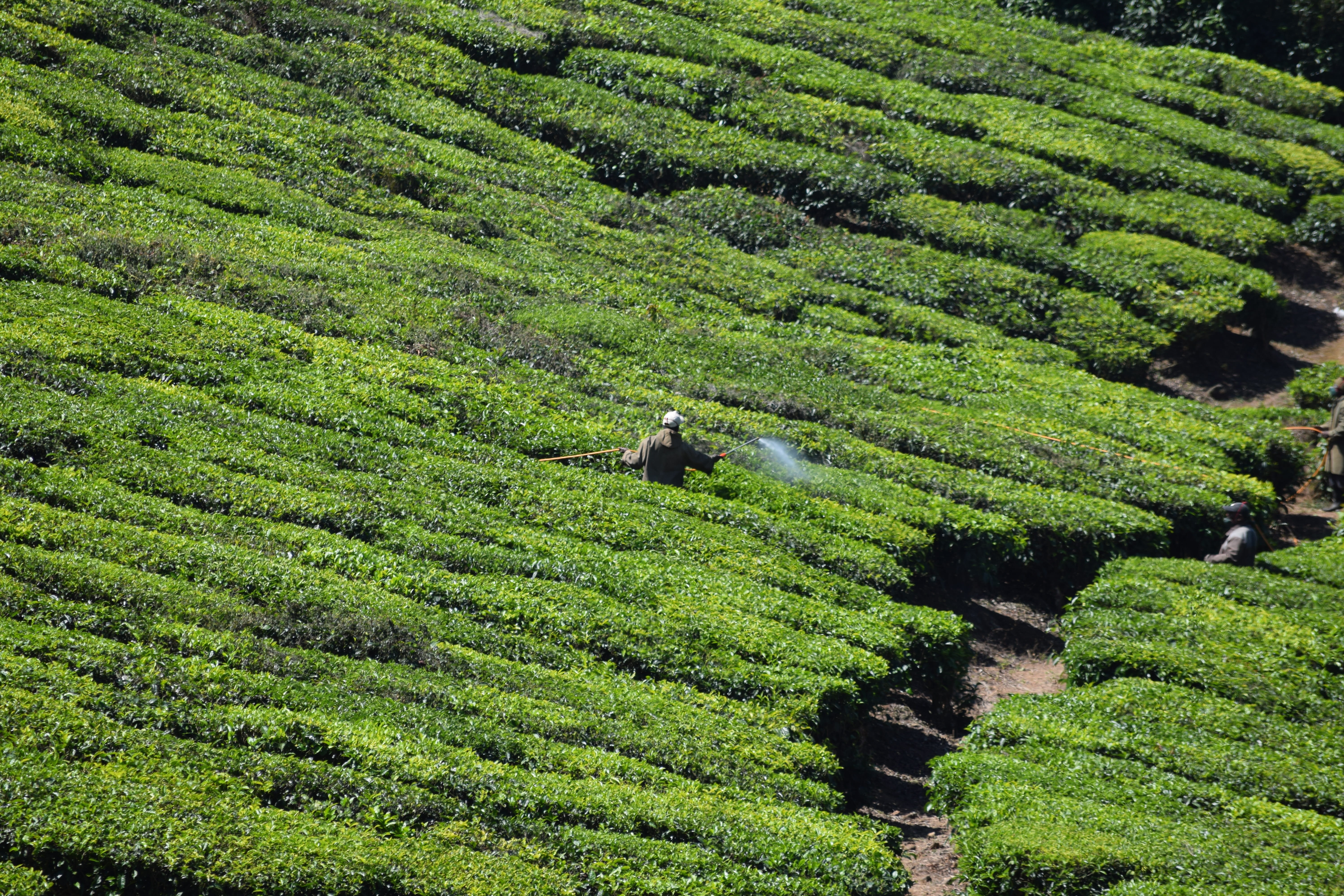 crop, plant, green, 5K, rural scene, lush foliage, nature, farm, no people, tea crop, land, field, high angle view, tranquility, plantation, environment, HD Wallpaper