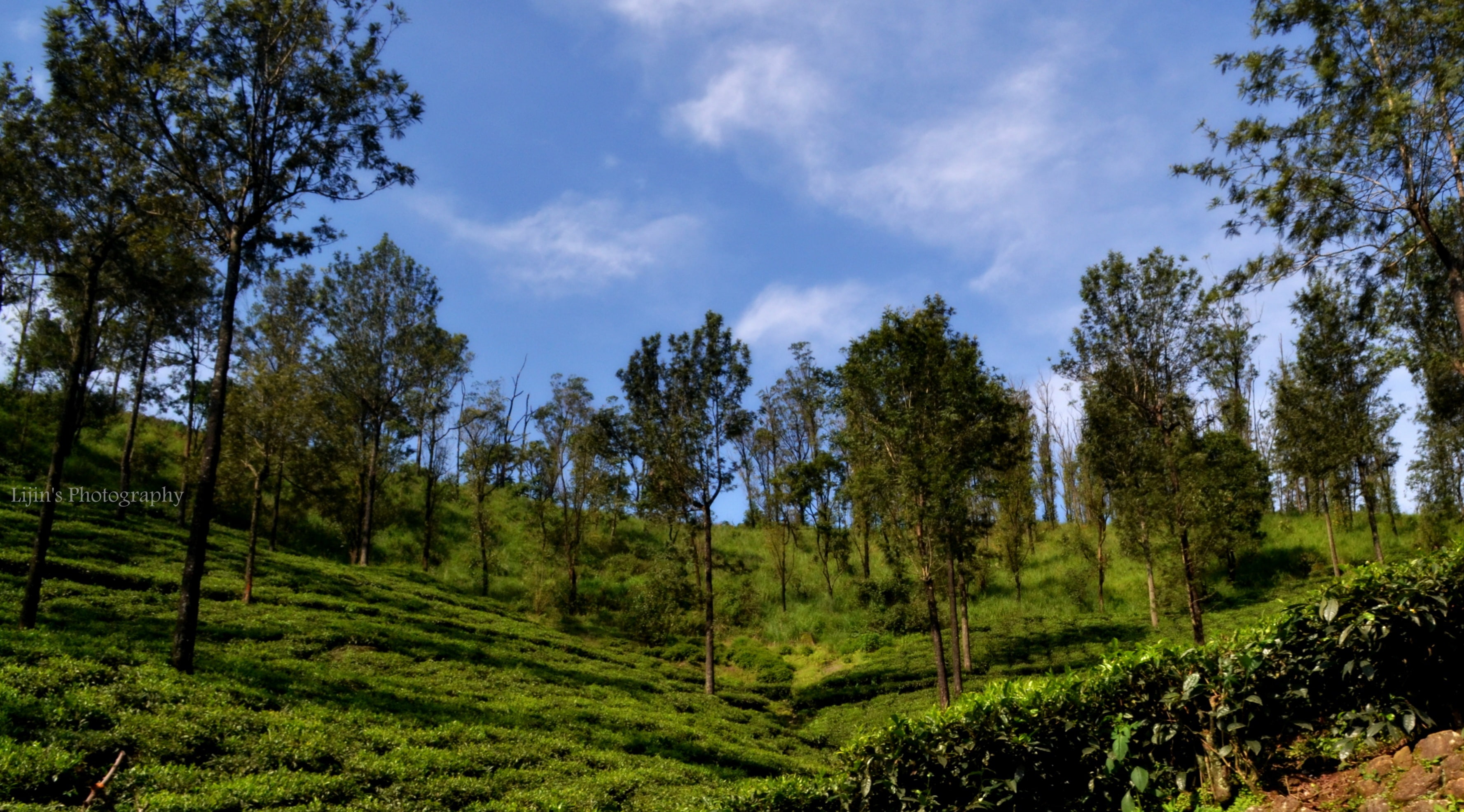 estate, Nature, Landscape, tea, 2K, HD Wallpaper