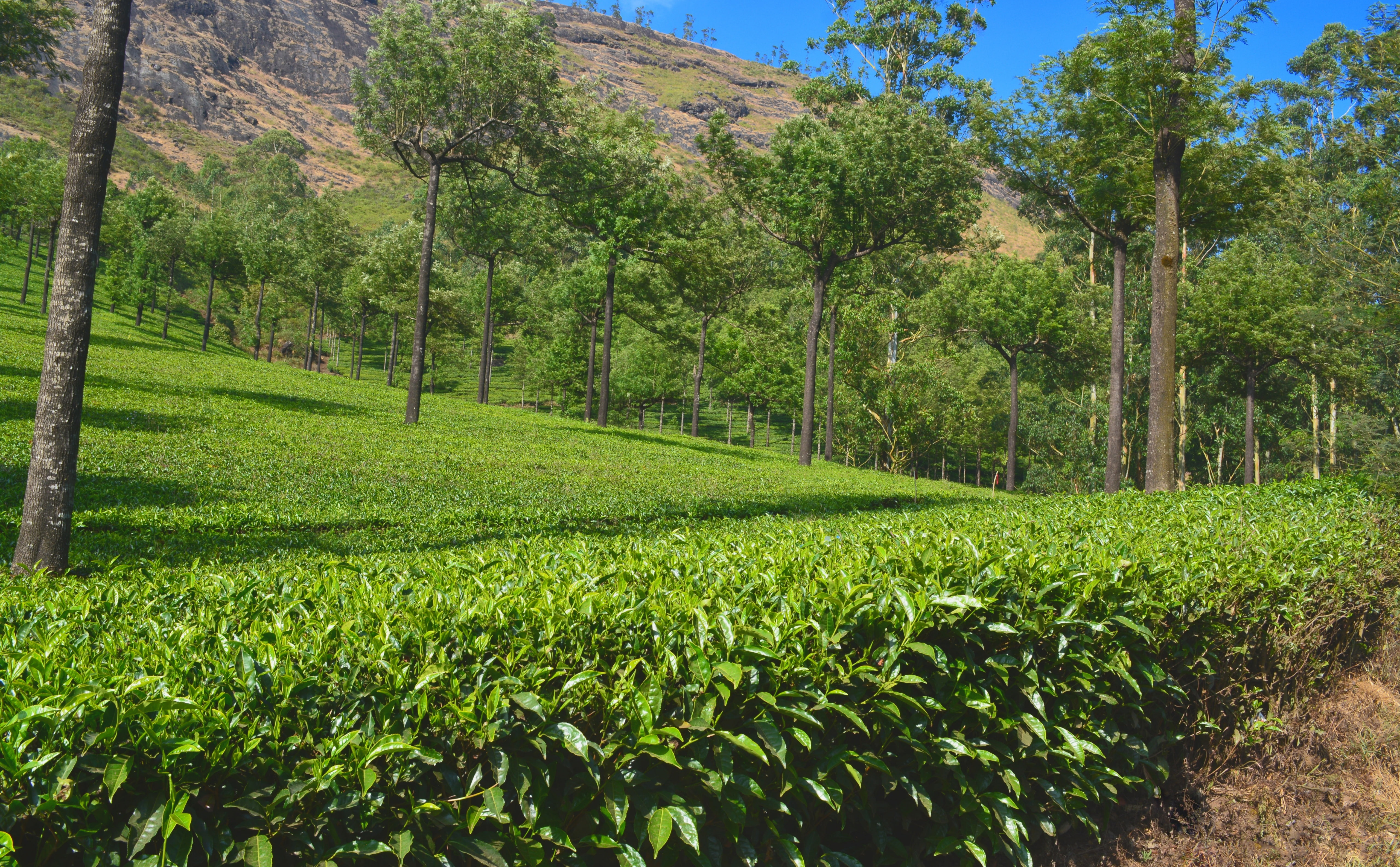 environment, field, scenics - nature, Nature, tea, grass, tree, foliage, no people, green color, plantation, lush foliage, 5K, estate, land, day, outdoors, HD Wallpaper