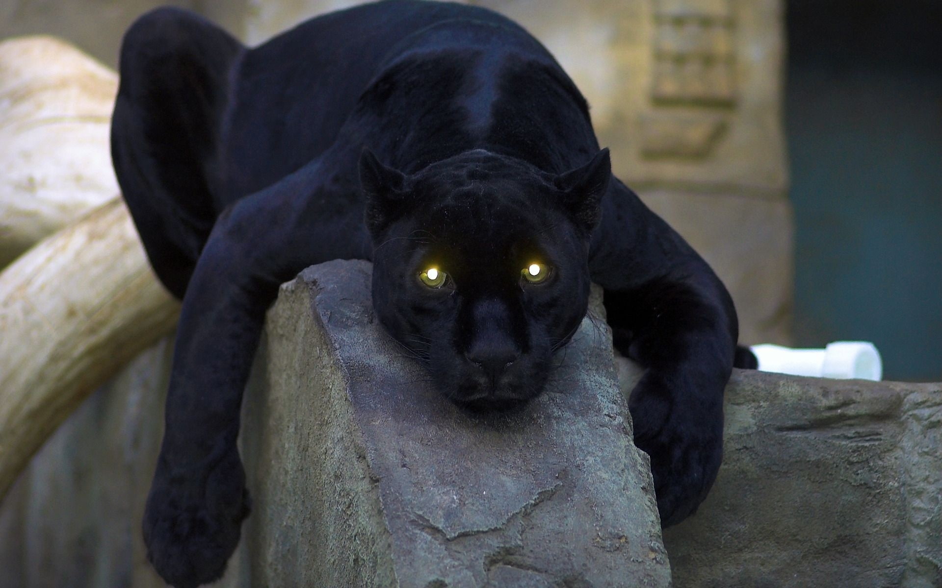 Animal, Yellow, Light, Eyes, Black, close, Panther, 1080P, HD Wallpaper