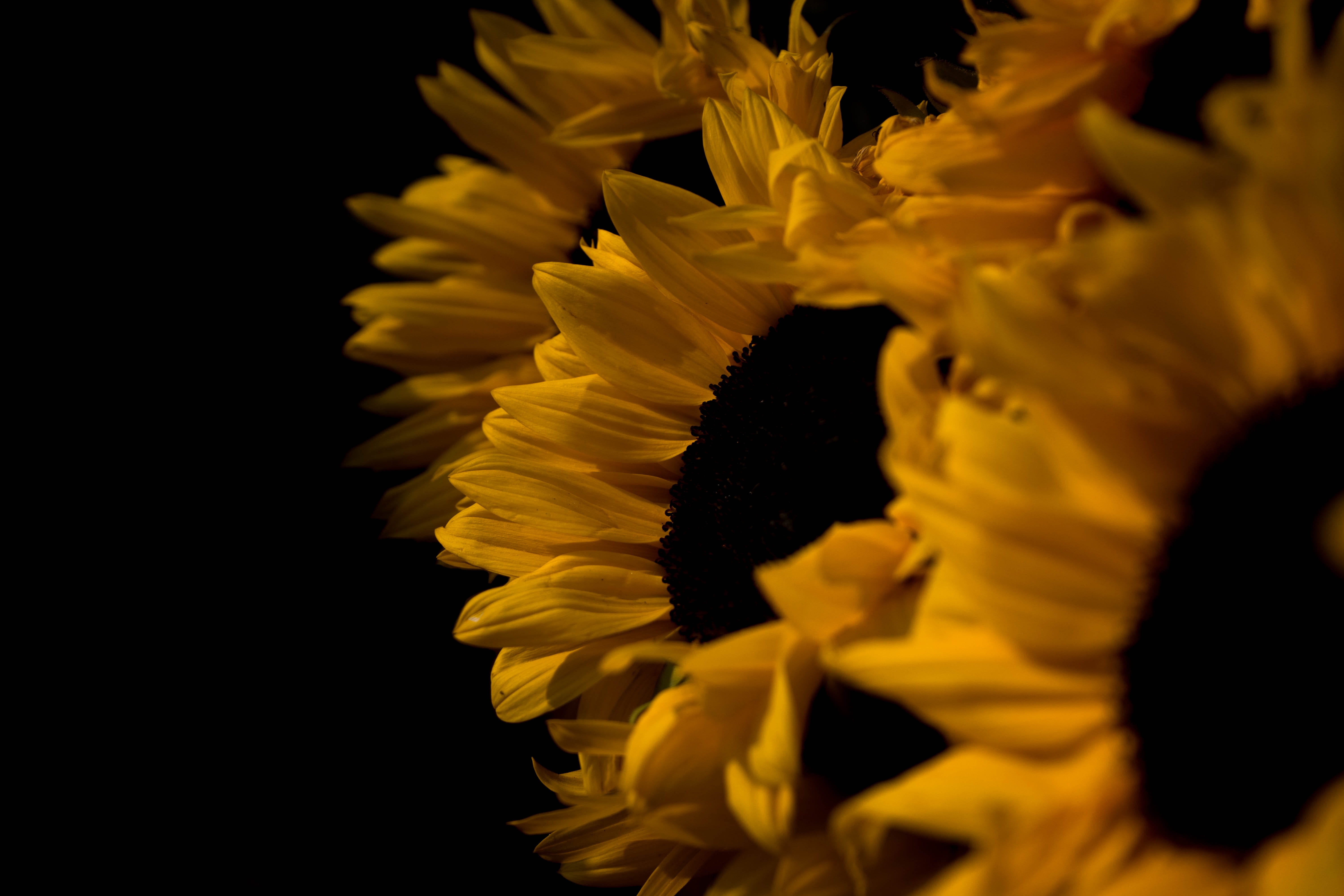 no people, seeds, dark, black background, flora, nature, indoors, background, daffodil, black, inflorescence, light, 5K, flowering plant, brown, flower head, HD Wallpaper