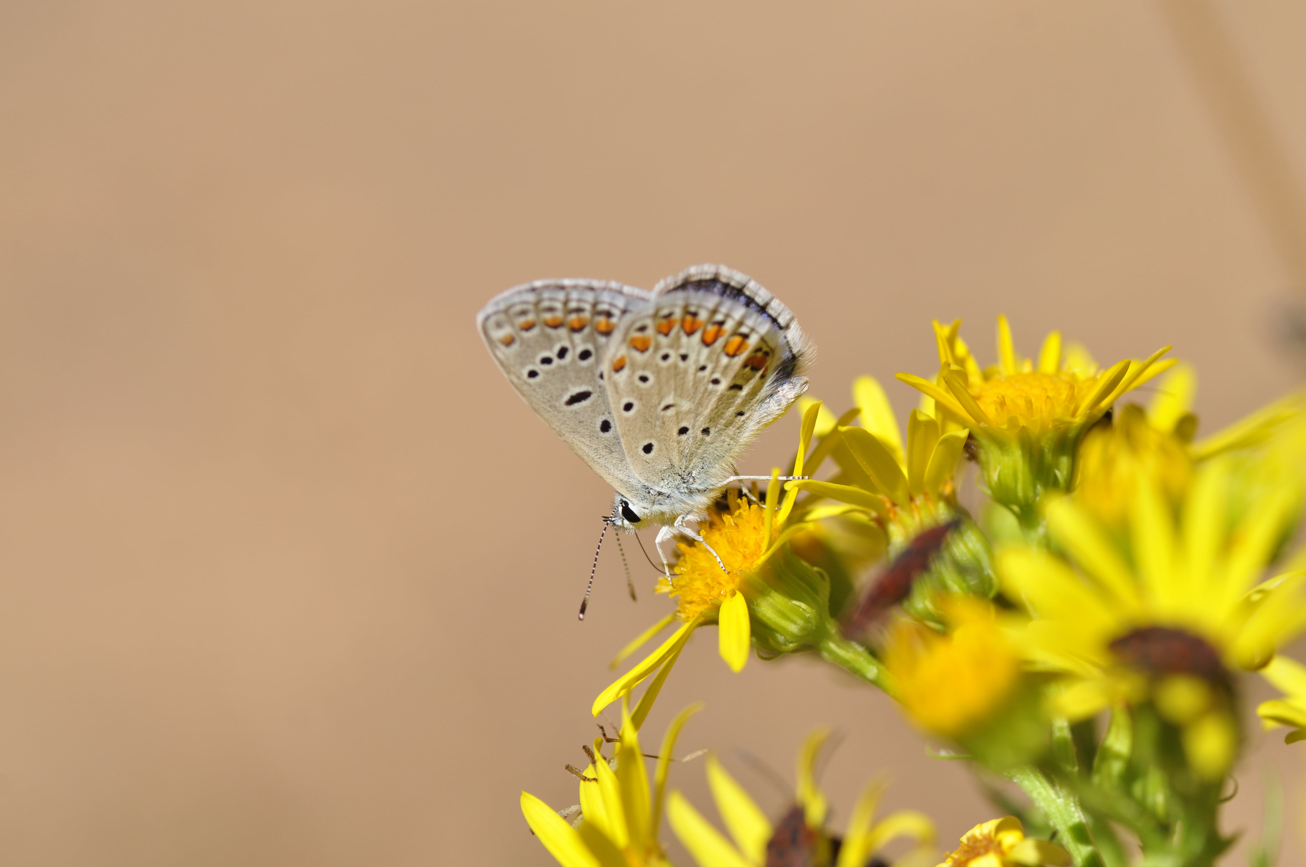 animal Wing, close-up, macro, Nikon, nature, flower, butterfly - Insect, summer, butterfly, black, 4K, animal, mariposa, insect, Plebejus Argus, Niña, HD Wallpaper