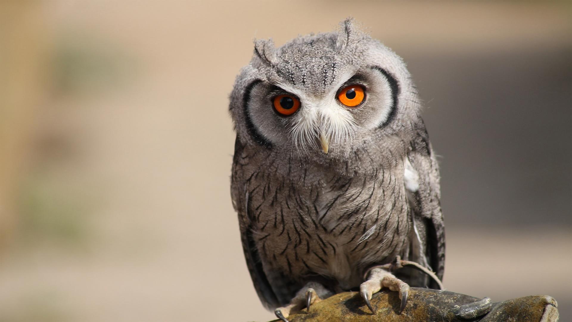 owls, nocturnal, small, 1080P, animals, owl, birds, HD Wallpaper