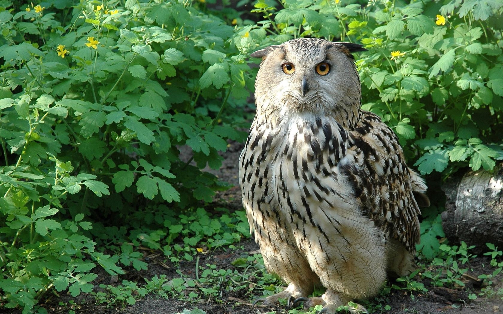beautiful, 720P, grown up, nocturne, owl, cute, HD Wallpaper